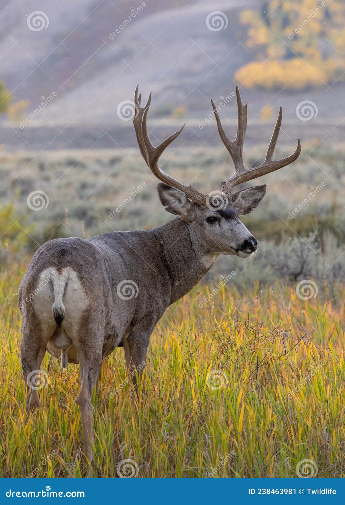 Buck Mule Deer in Wyoming in Fall Stock Image - Image of wyoming, buck ...