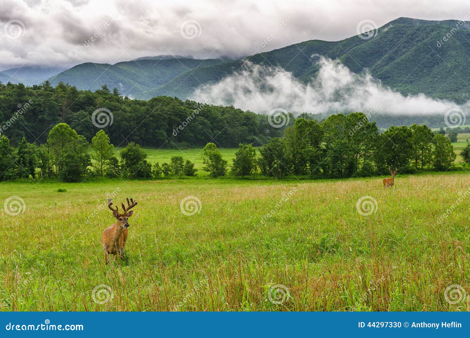 buck in velvet, cades cove, great smoky mountains