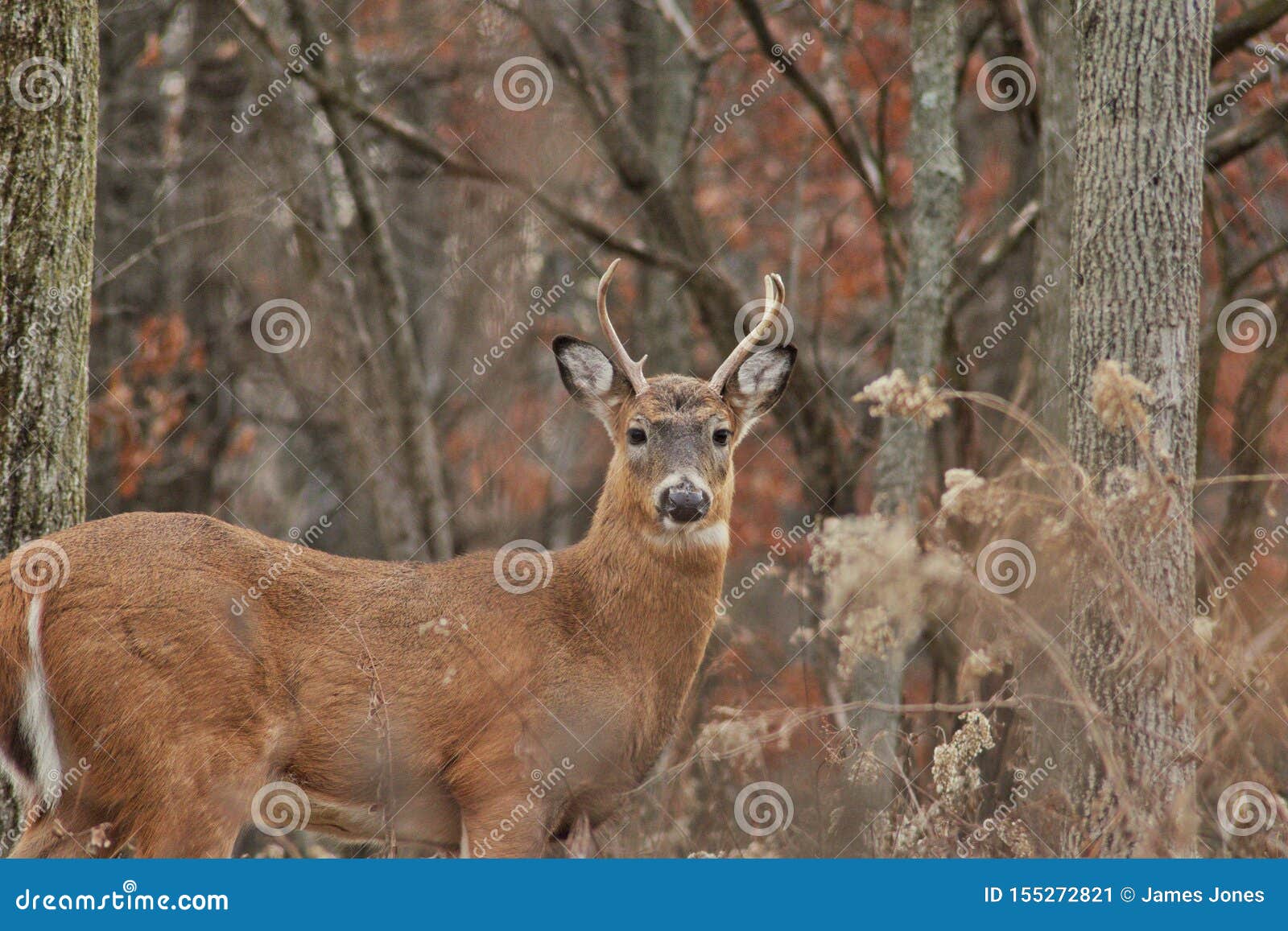 Buck Young Male Deer stock image. Image of buck, young 155272821