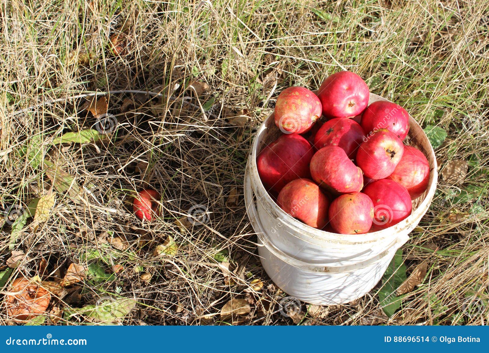 Bucket of apples on grass stock photo. Image of plant - 88696514