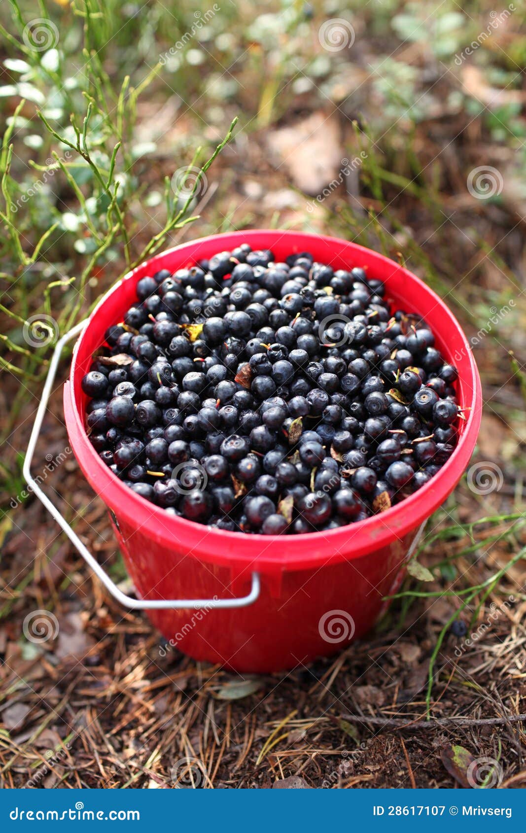 Bucket blueberries stock image. Image of nature, healthy 28617107
