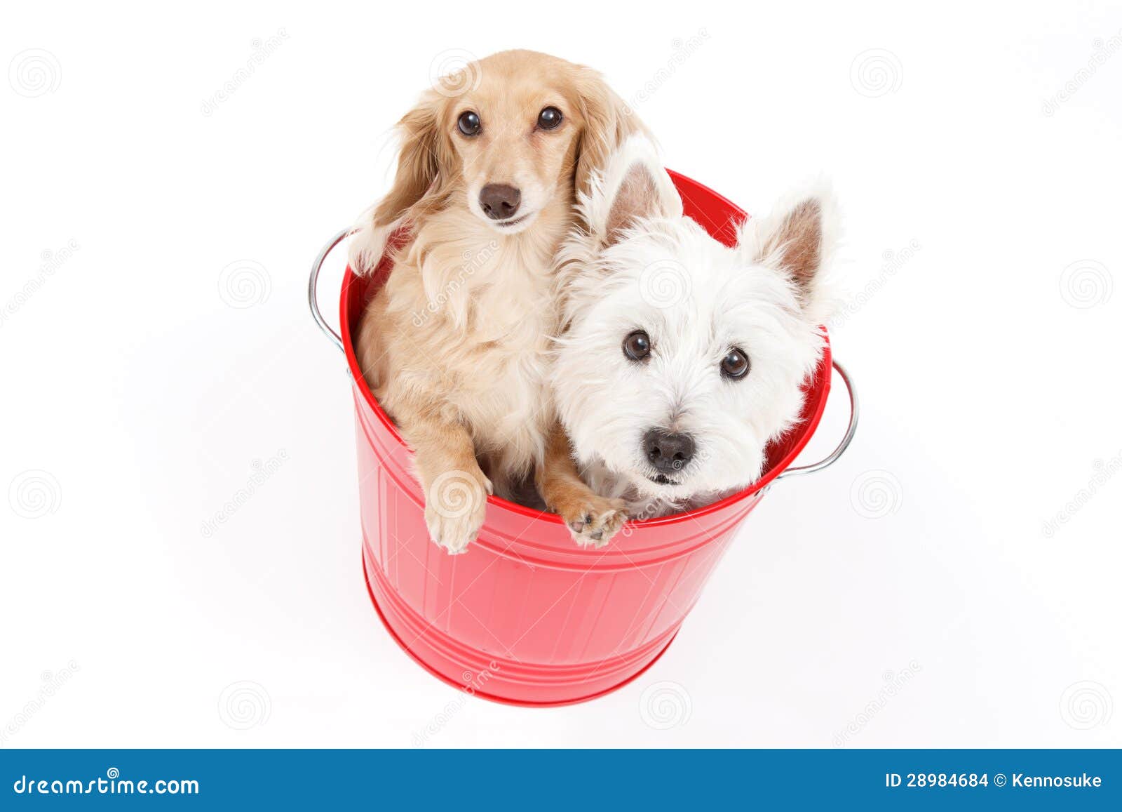 Bucket and dogs stock photo. Image of miniature, small 28984684