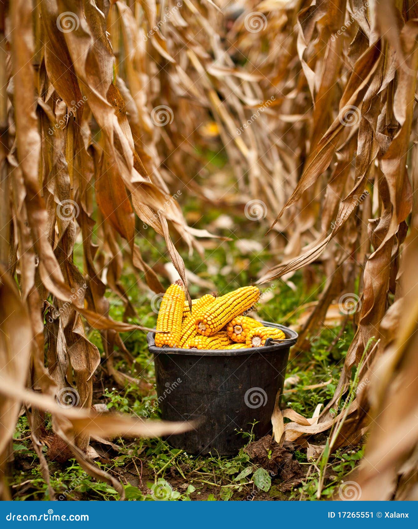 Bucket full of corn stock image. Image of agricultural 17265551