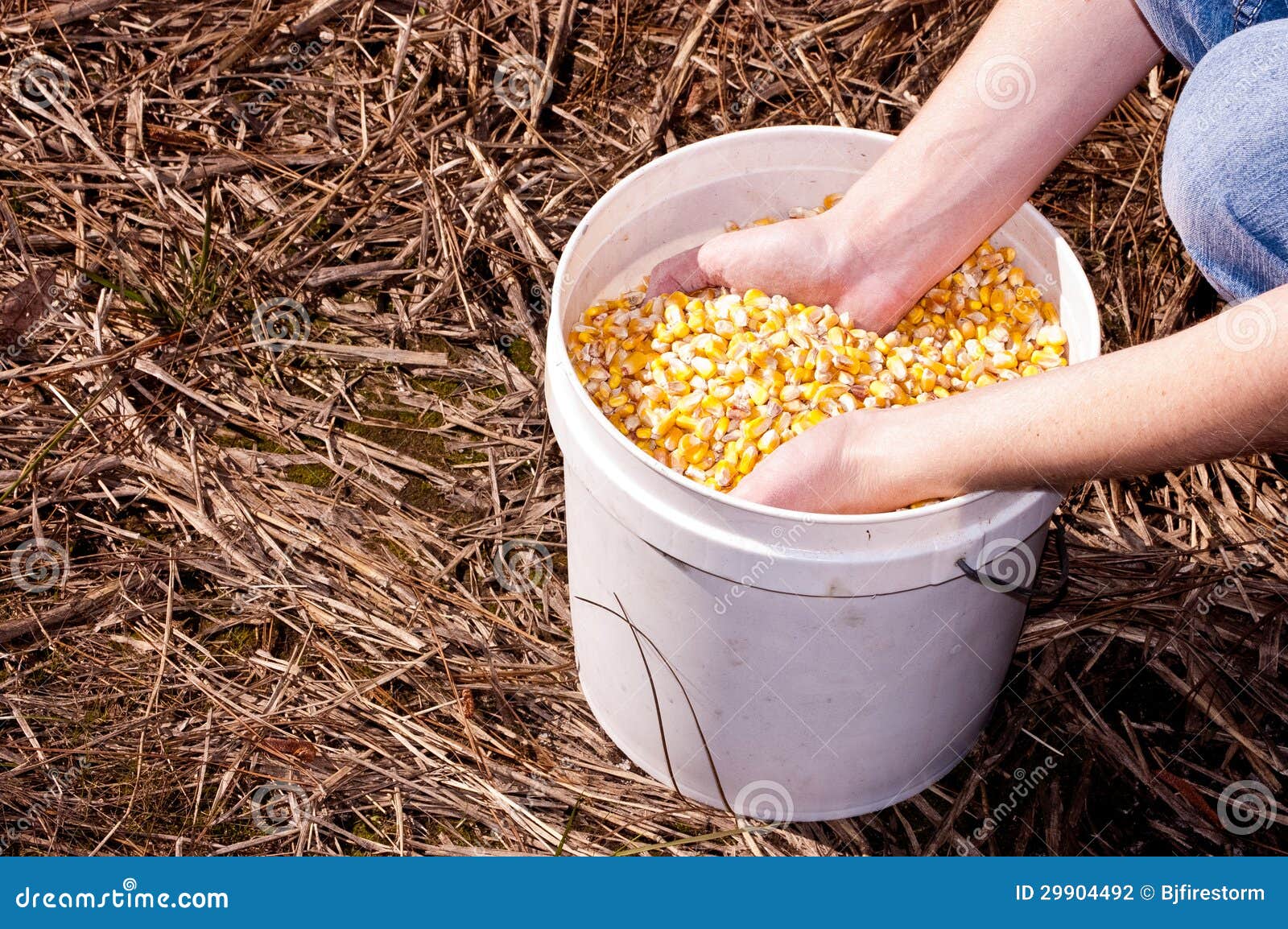 Bucket Of Corn Stock Photography Image 29904492