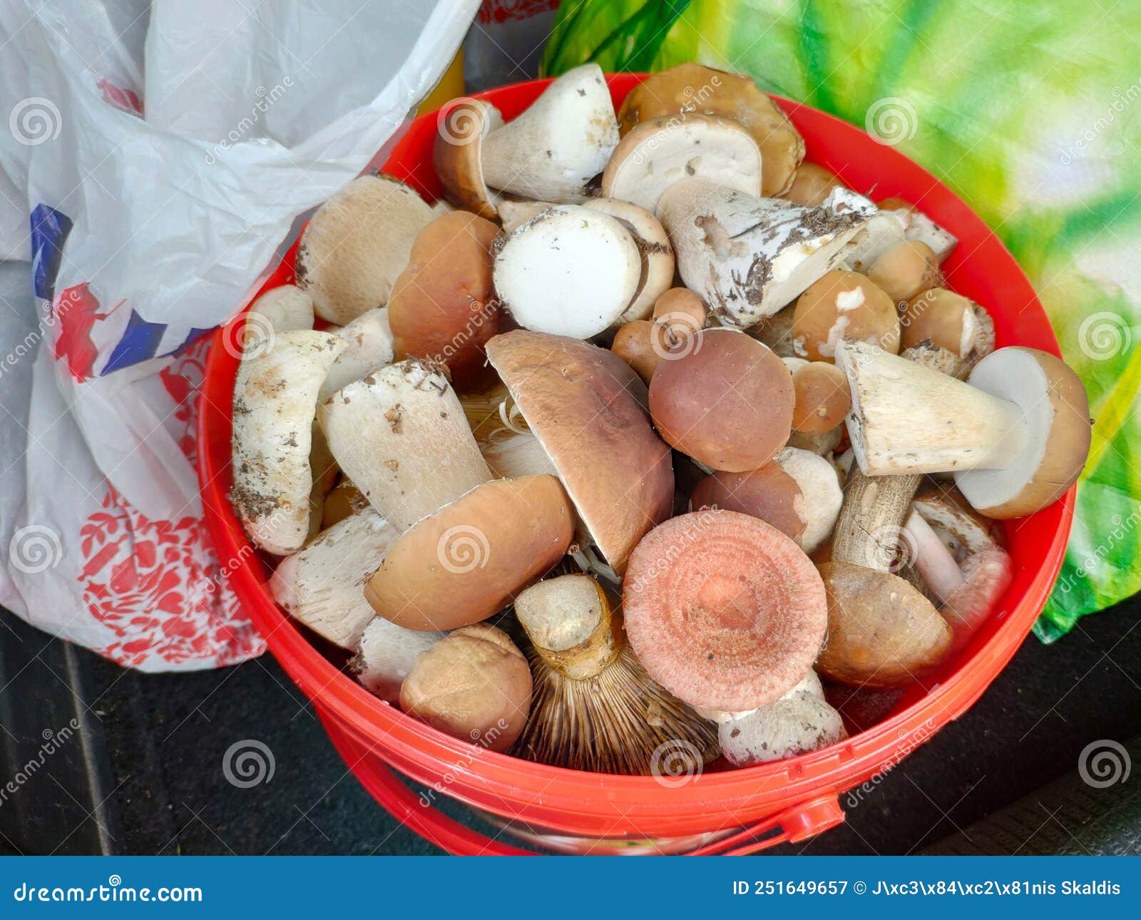 Bucket Full of Different Edible Mushrooms Stock Image Image of fungal