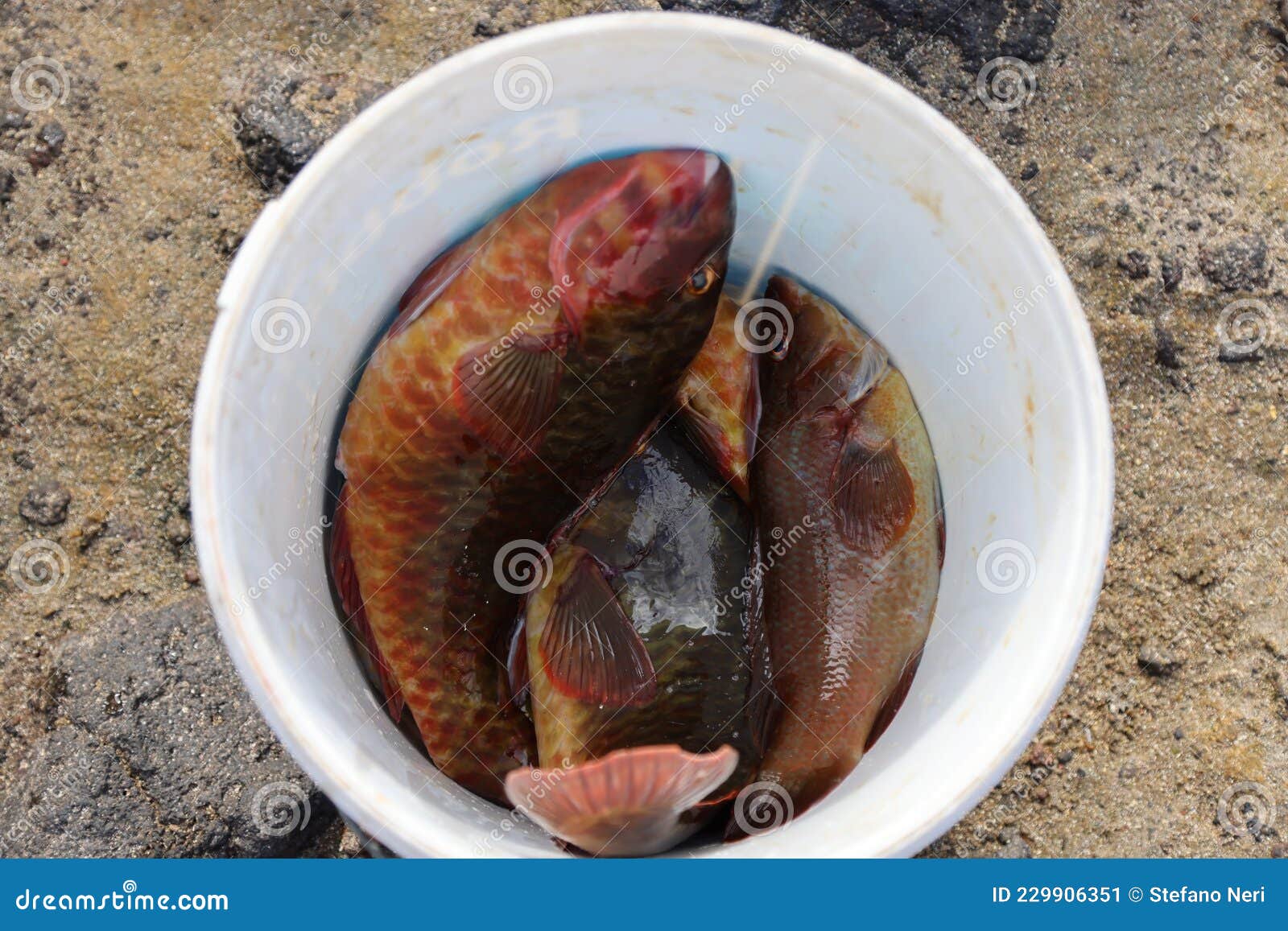 148 Bucket Full Fish Stock Photos - Free & Royalty-Free Stock