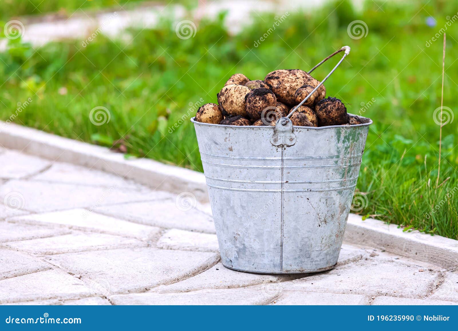 Bucket Full of Fresh Potatoes Stock Photo Image of food, backdrop