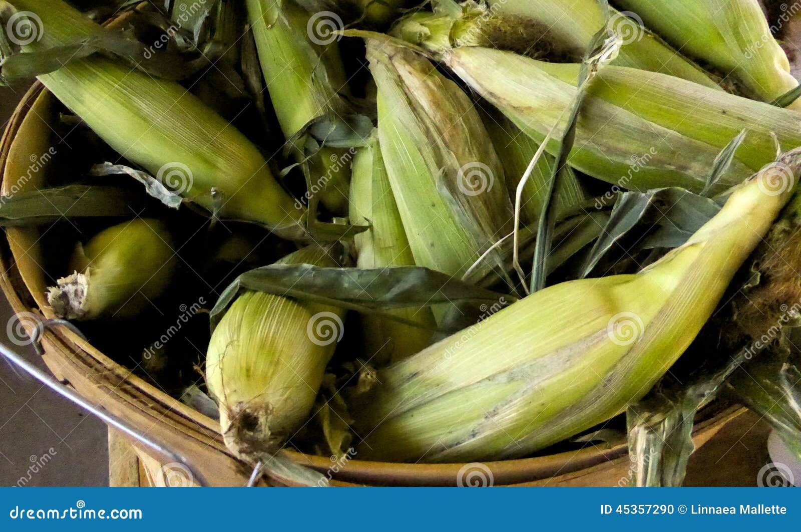 Bucket of Freshly Picked Corn Stock Photo Image of harvested, fall