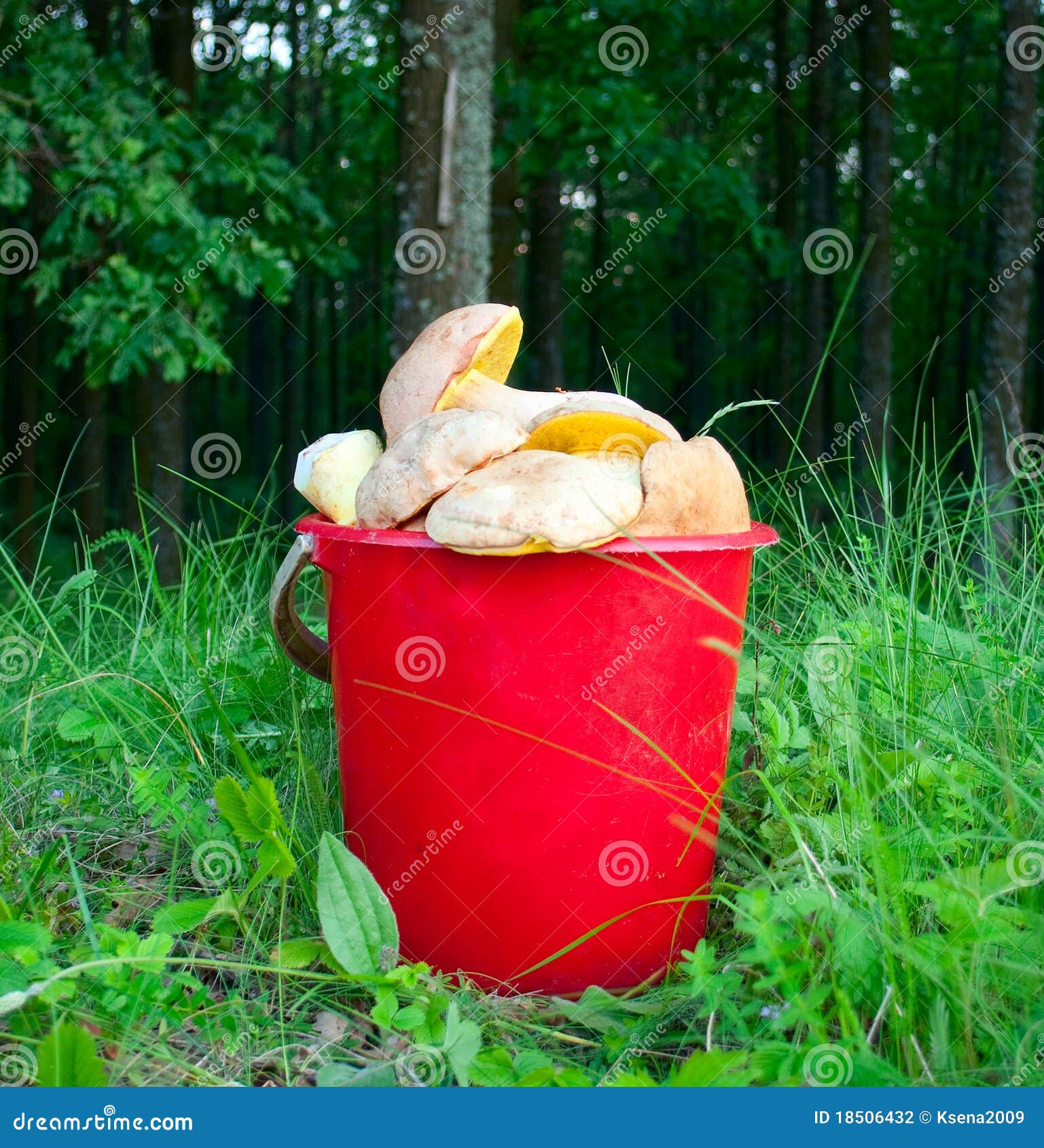 Bucket of mushrooms stock photo. Image of closeup, edible 18506432