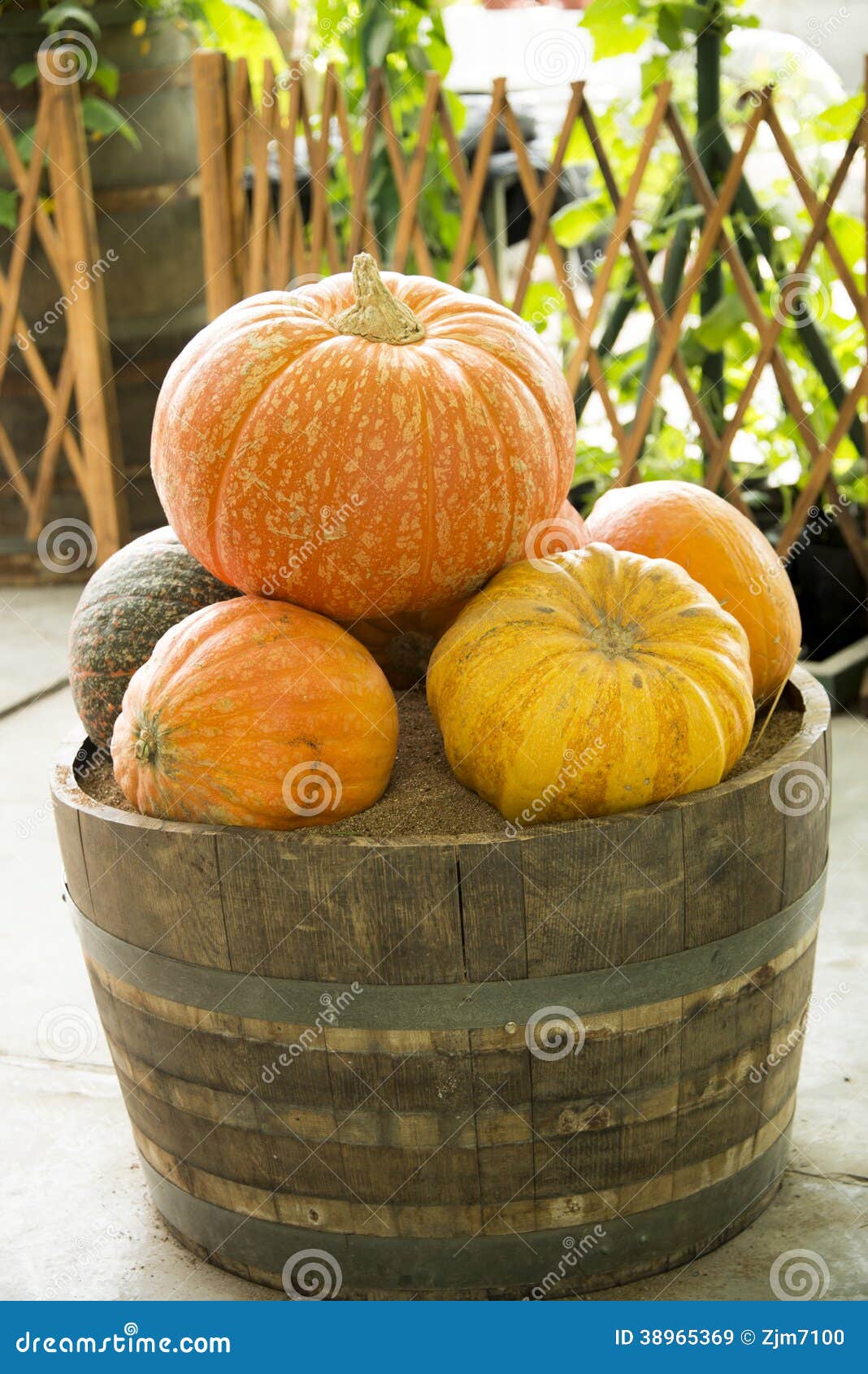 The bucket of pumpkin stock image. Image of agriculture 38965369