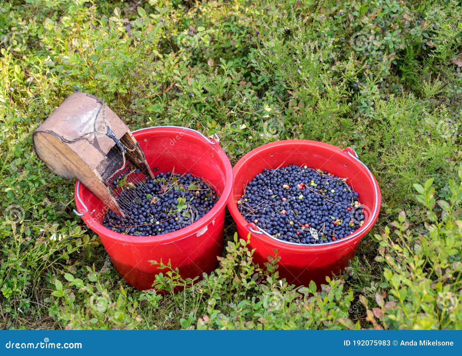 Buckets with Picked Blueberry Berries on a Fuzzy Forest Background, Berry  Picking Device, Berry Picking Tools, a Bucket and Berry Stock Image - Image  of bucket, fuzzy: 192075983