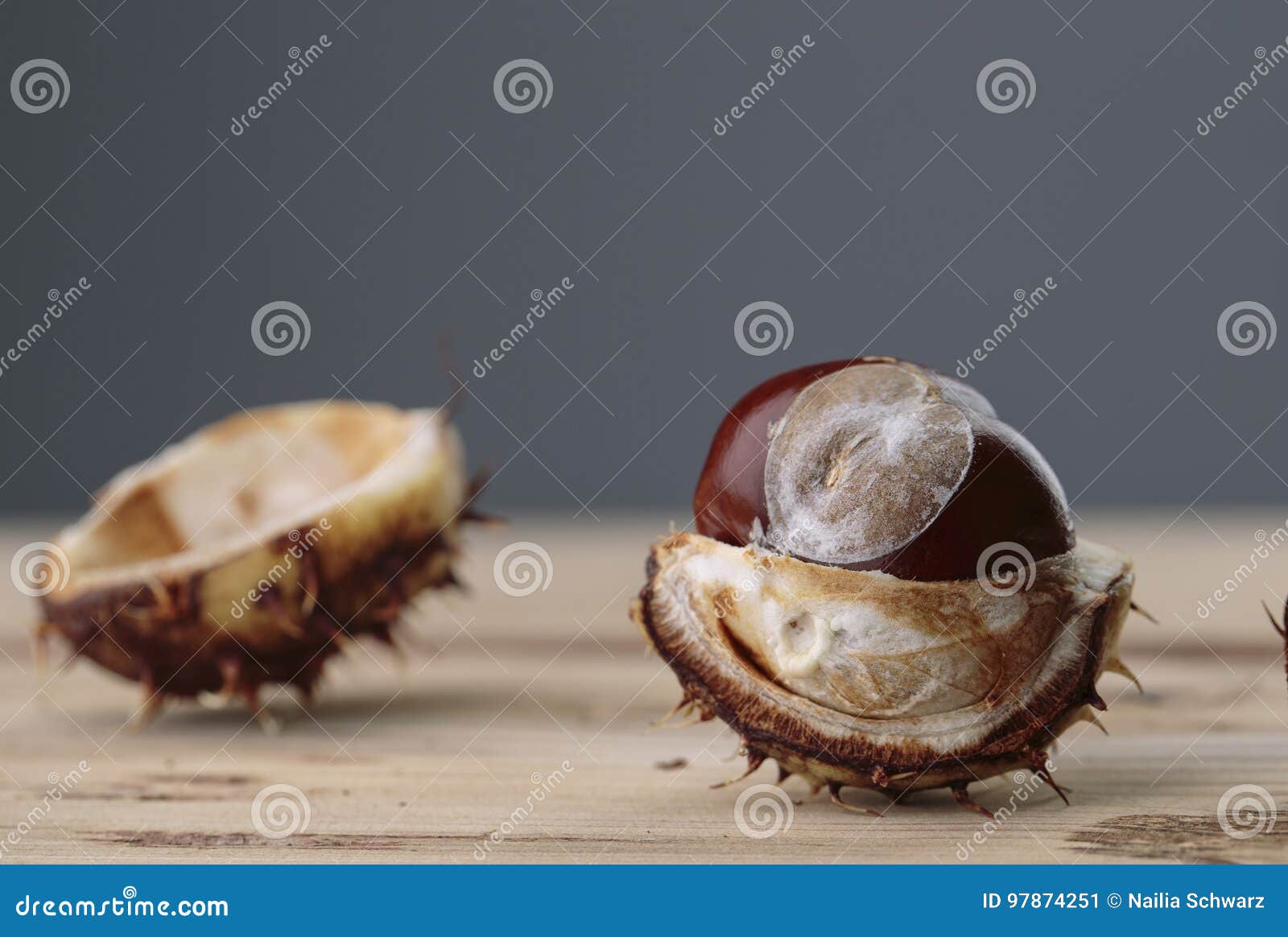 Buckeye or Horse Chestnut stock image. Image of autumn 97874251