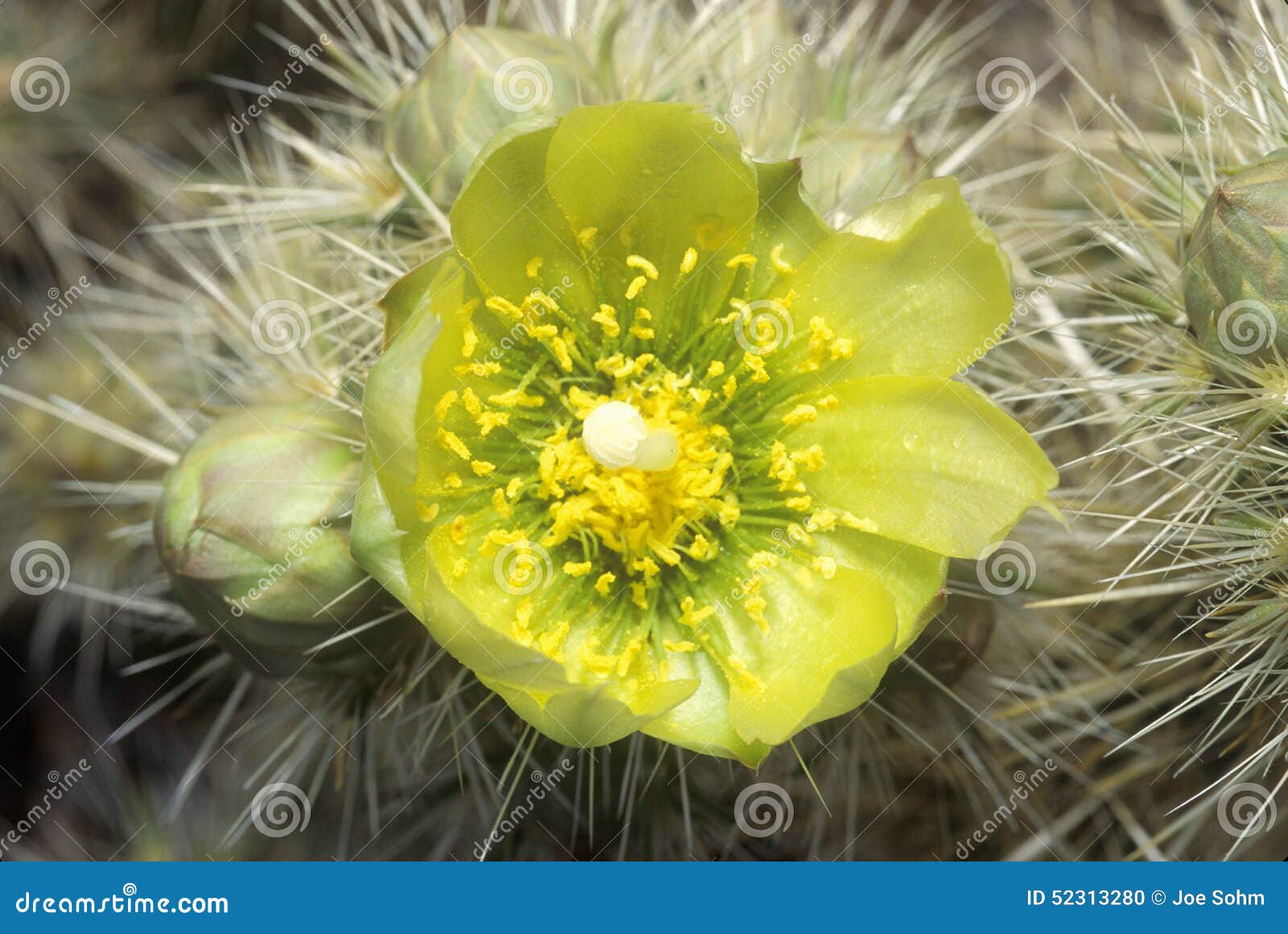 buckhorn cholla cactus, anza borrego desert, ca