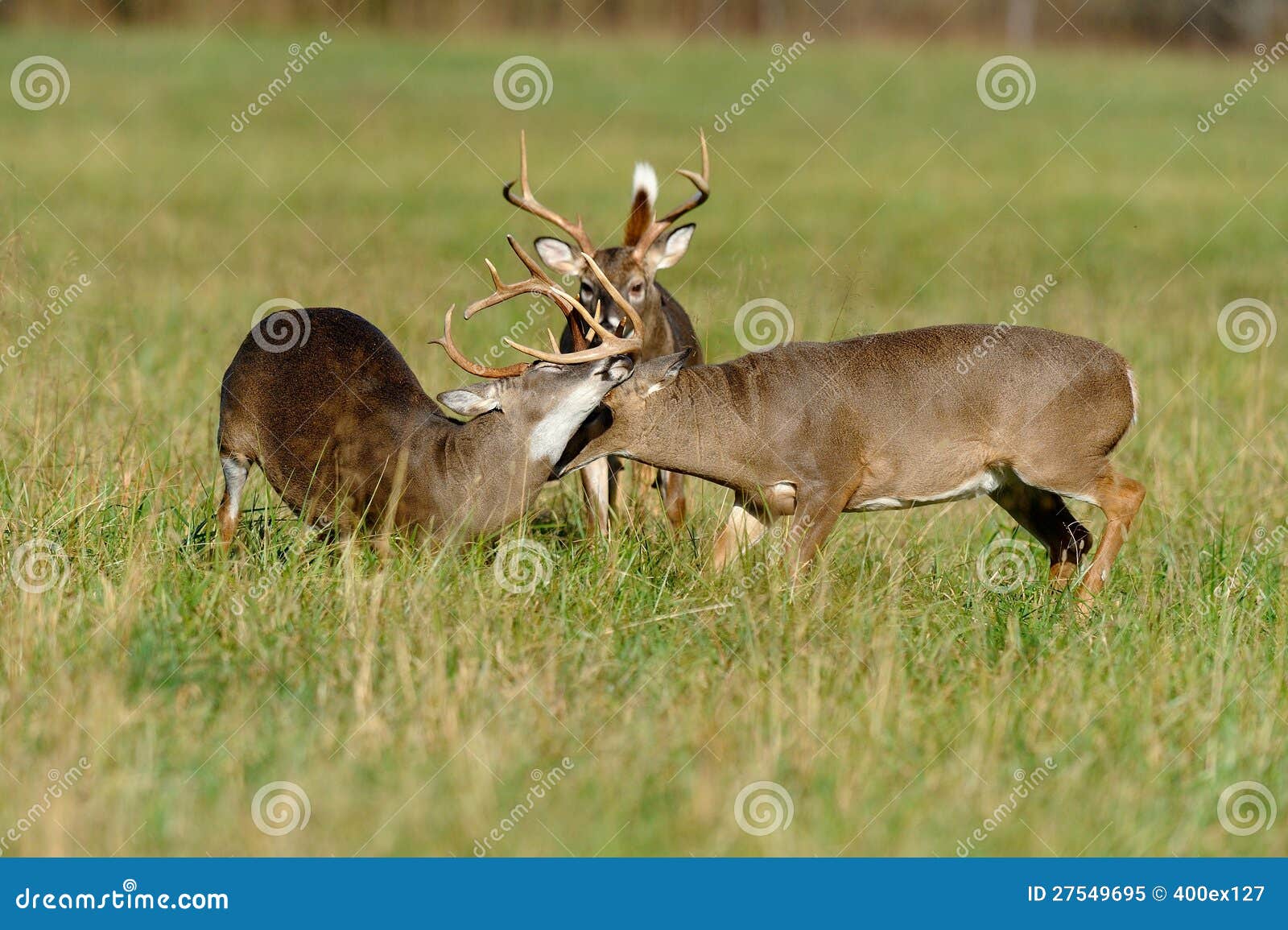 Bucks fighting stock image. Image of outdoors, fighting - 27549695