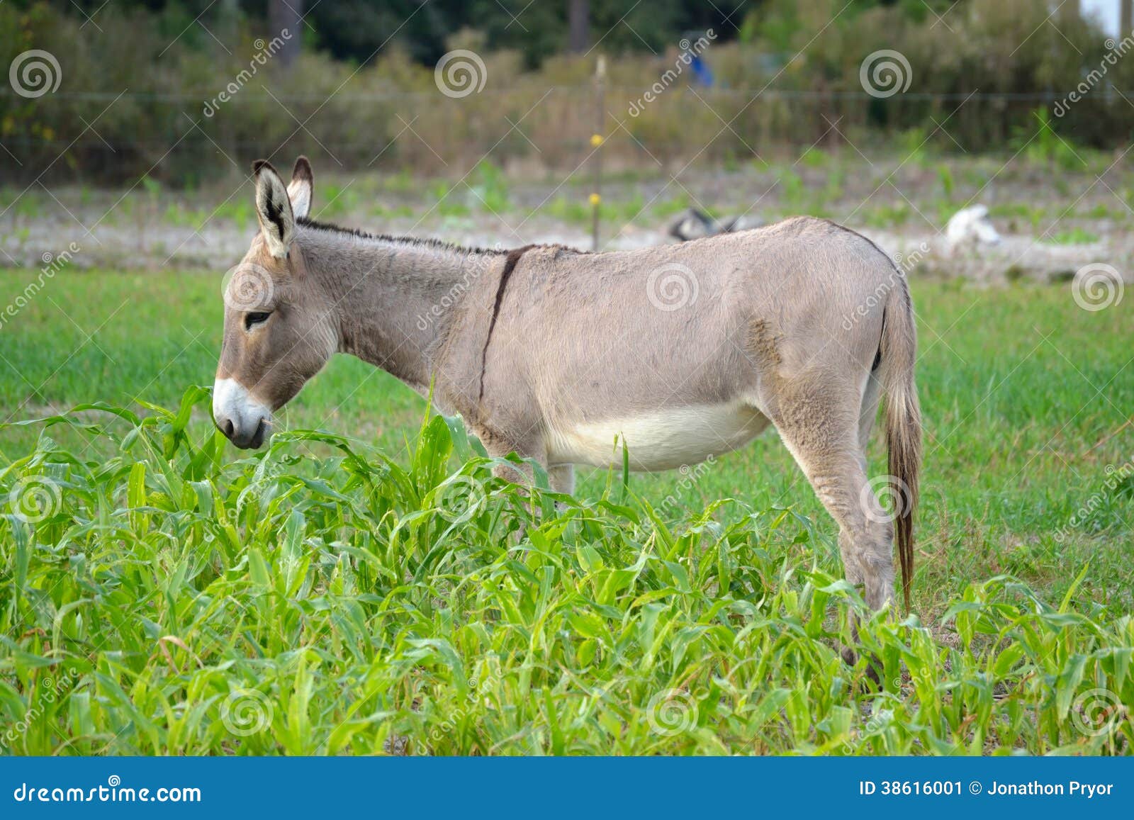 Buckskin Donkey in Rye Grass Stock Image Image of country