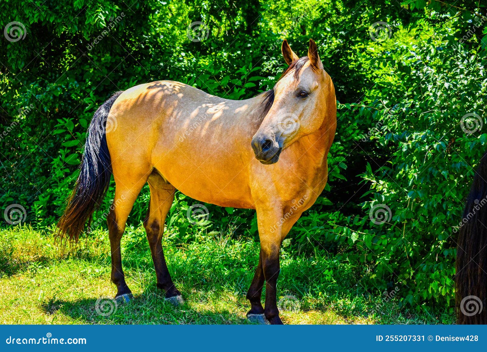 Buckskin Horse stock image. Image of cattle, animal 255207331