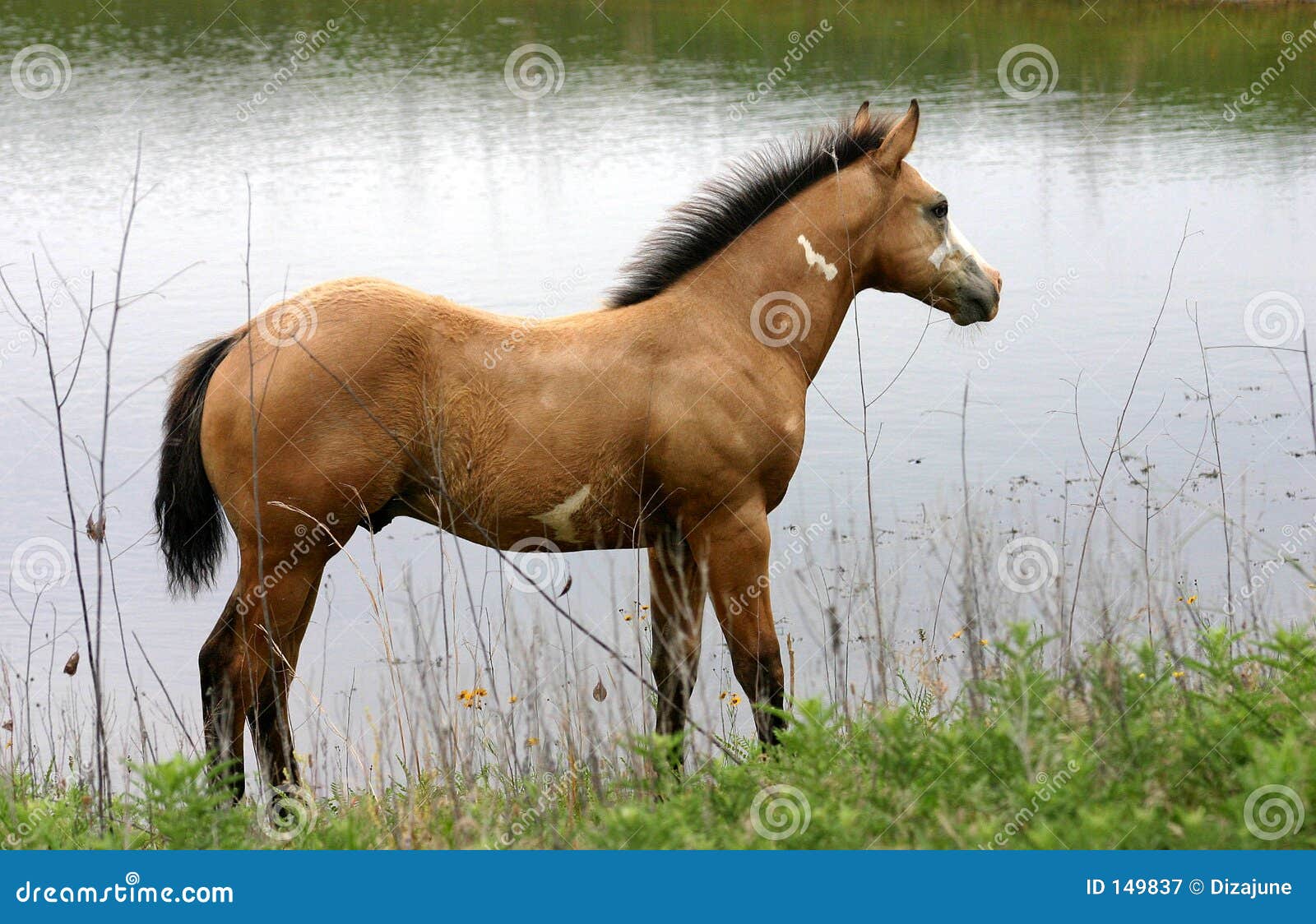 Buckskin Paint Colt at Pond Stock Image Image of buckskin, spot 149837