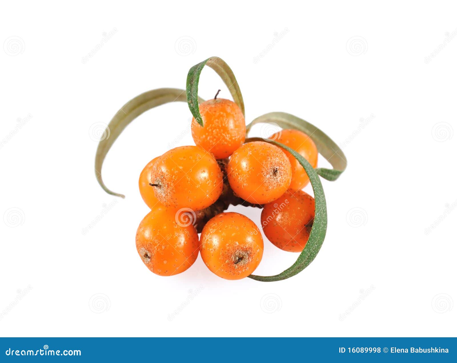 Buckthorn θάλασσα. Buckthorn ανασκόπησης απομόνωσε το ώριμο λευκό θάλασσας