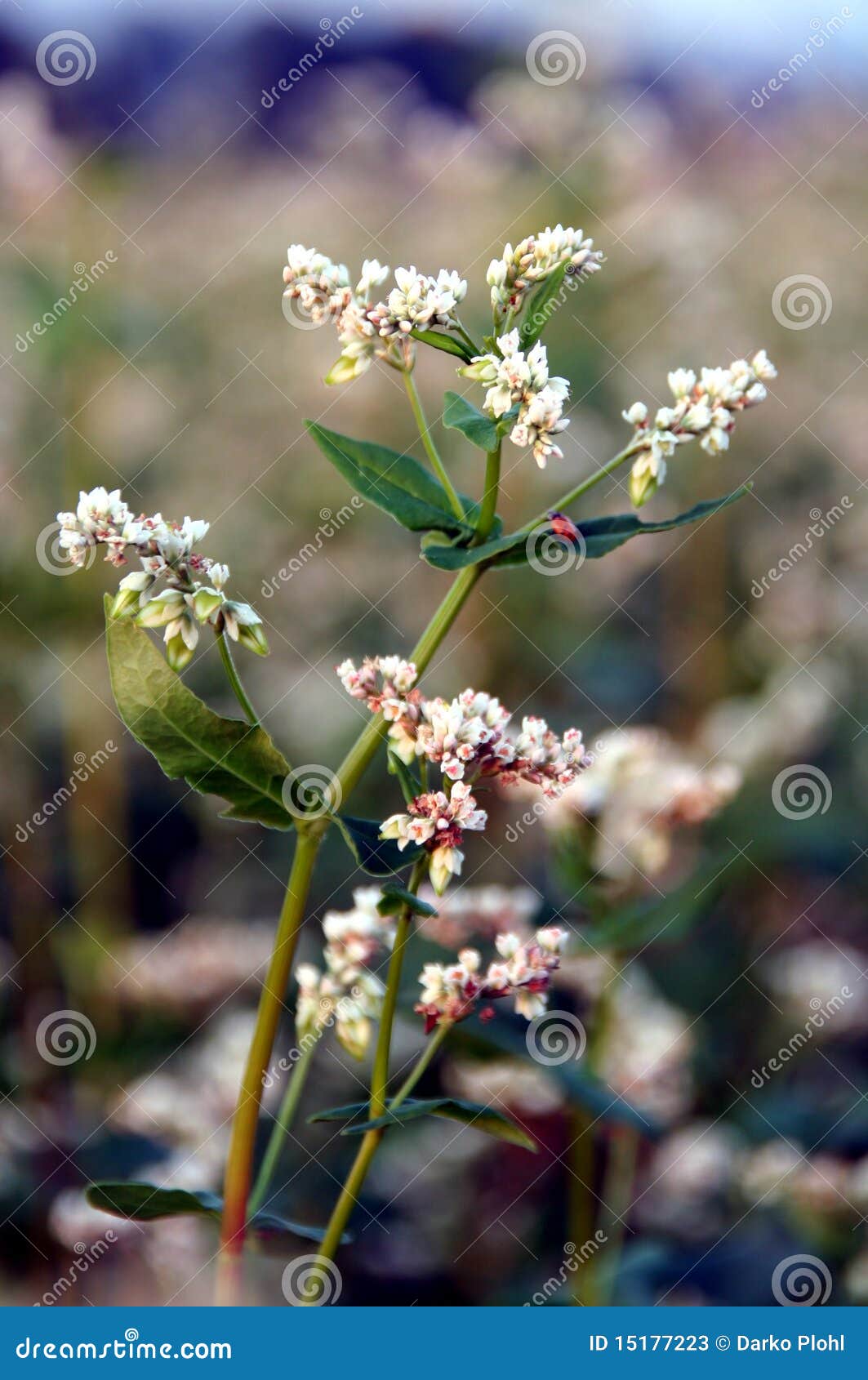 Buckwheat stock image. Image of crop, fierld, organic 15177223