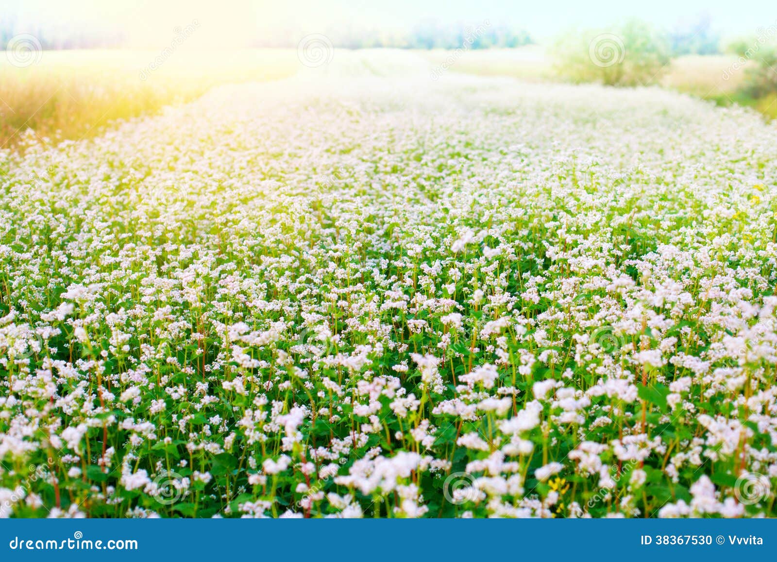 Buckwheat field stock photo. Image of flower, blossom 38367530