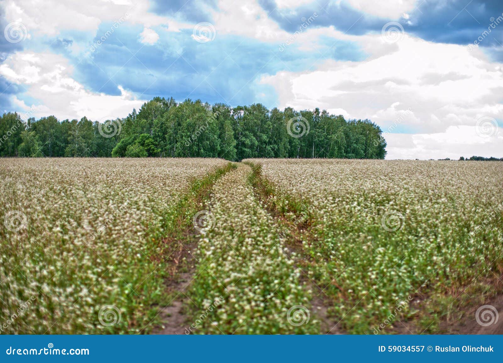 Buckwheat field and road stock image. Image of green 59034557