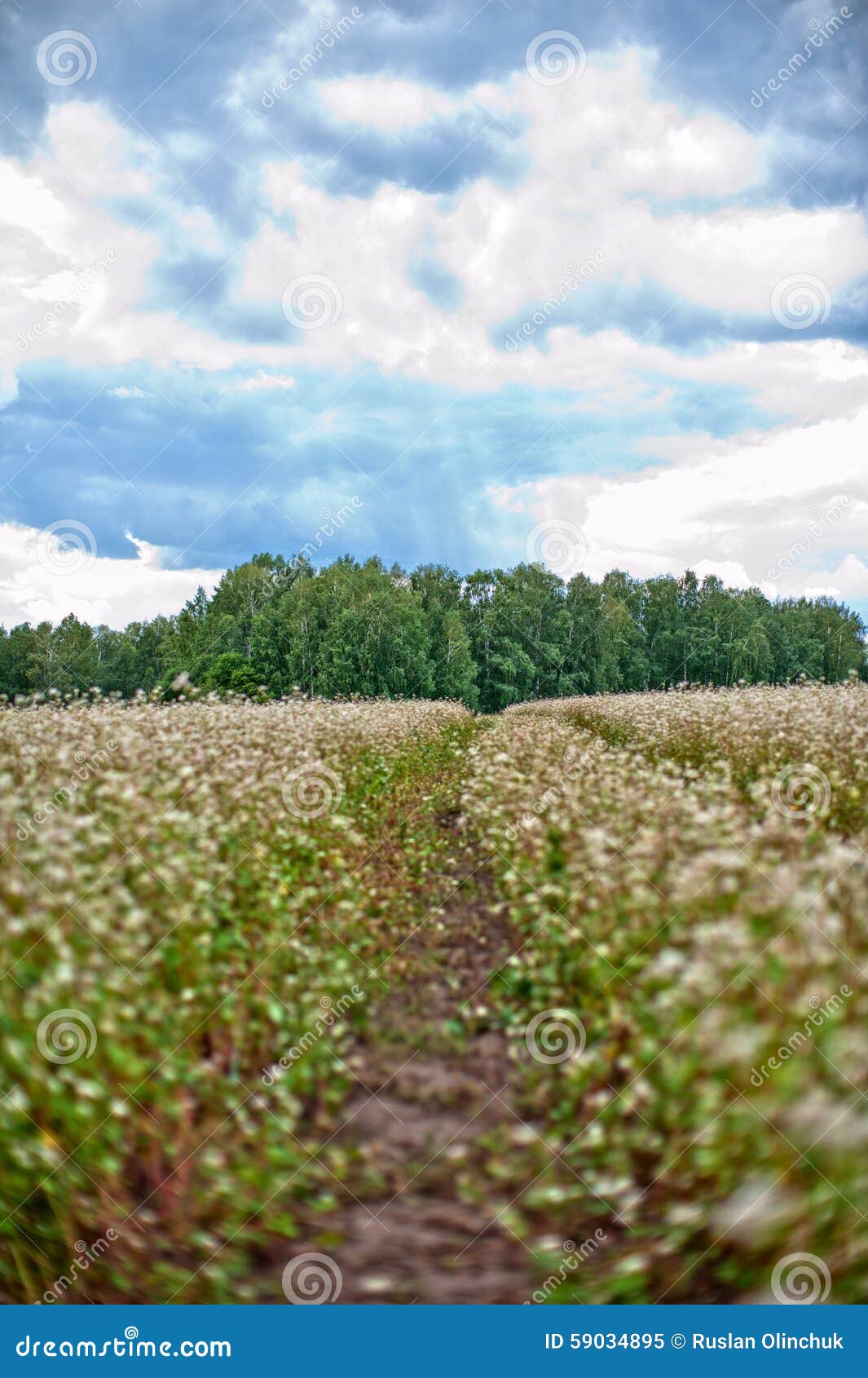 Buckwheat field and road stock image. Image of golden 59034895