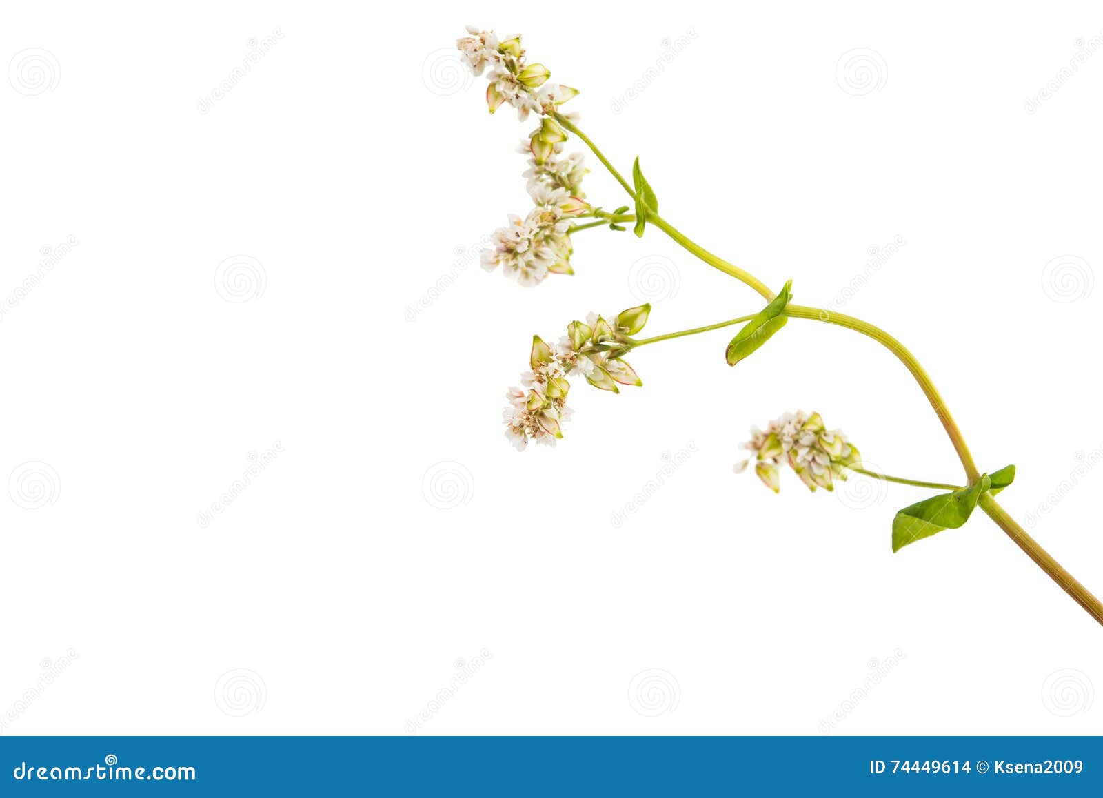 Buckwheat flower stock photo. Image of food, edible, flora 74449614