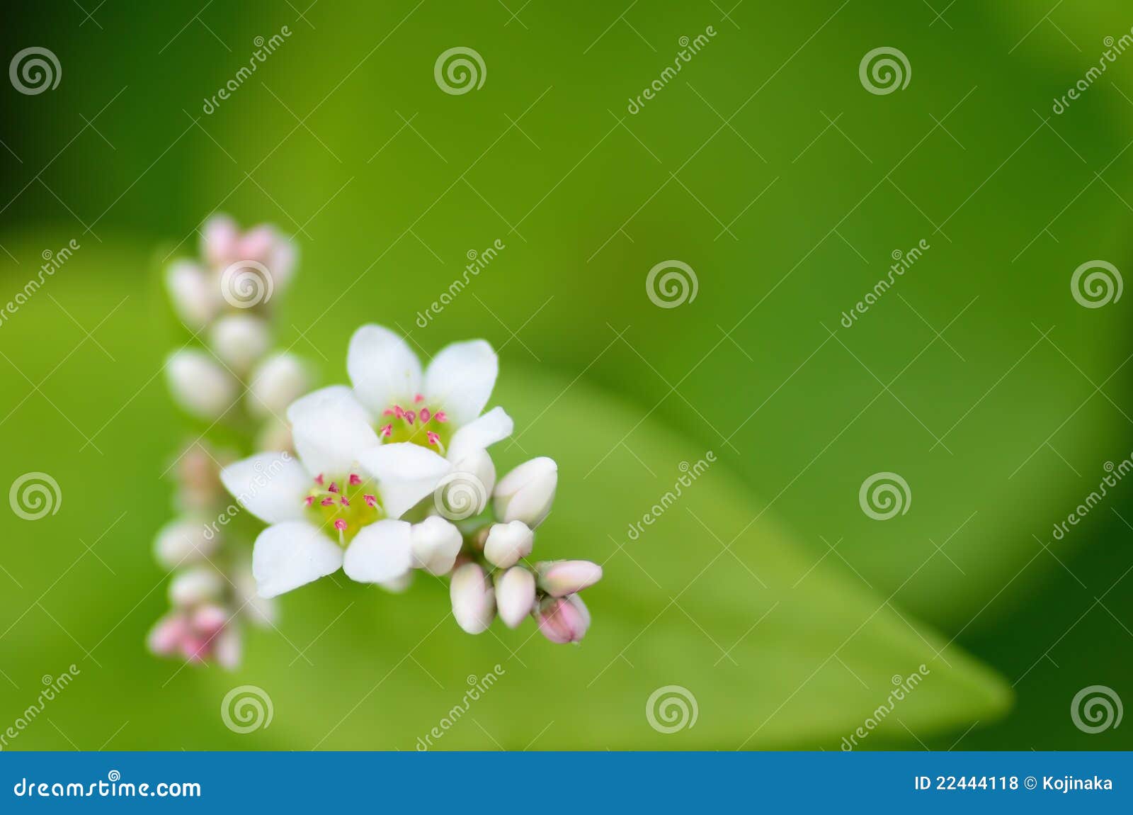 Buckwheat flowers stock photo. Image of buckwheat, food 22444118