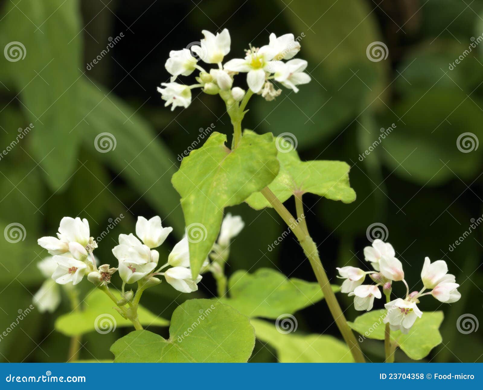 Buckwheat flowers stock photo. Image of focus, color 23704358