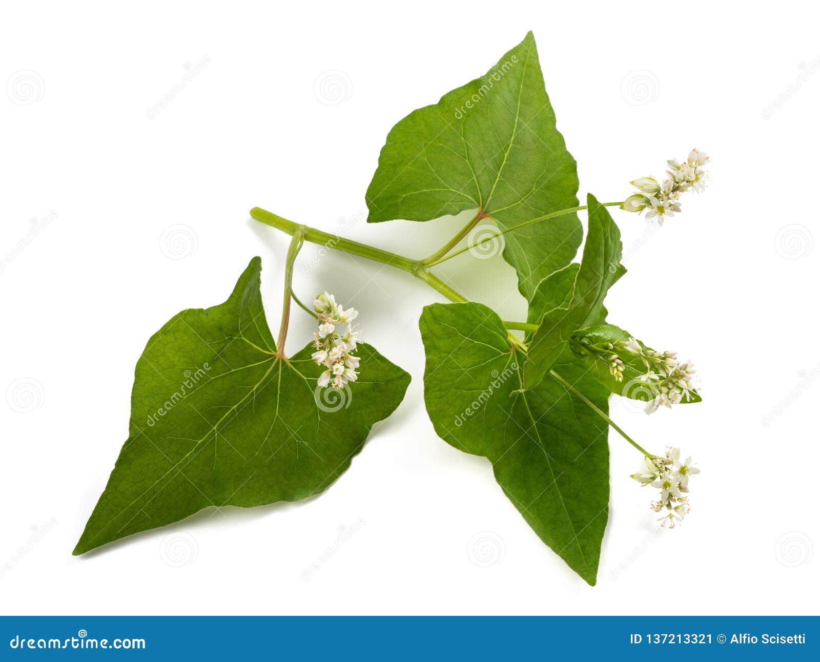 Buckwheat Flowers Stock Photo 60659802