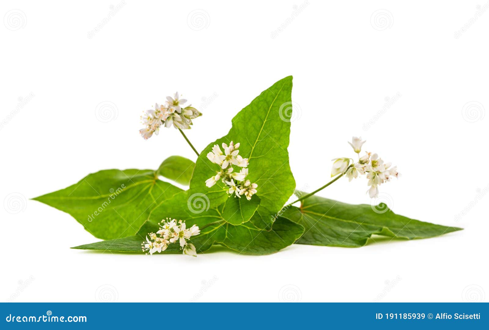 Buckwheat flowers stock image. Image of buck, corn, food - 191185939