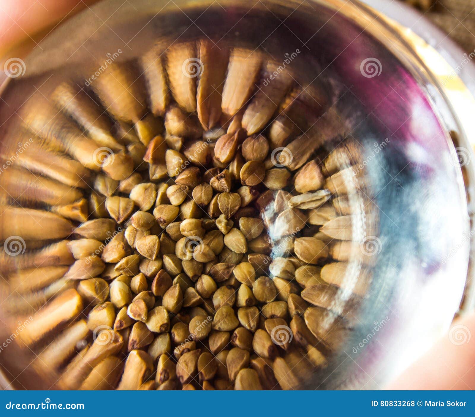 Buckwheat grain. macro stock photo. Image of harvest 80833268