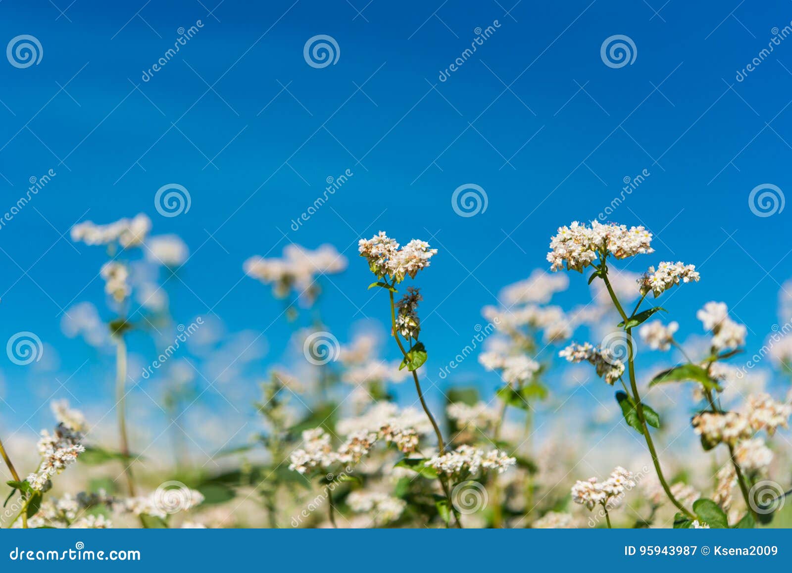 Buckwheat Growing the Field Stock Image Image of lawn, agriculture