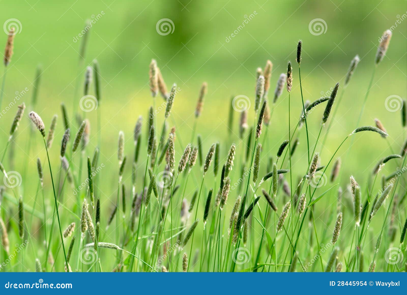 bucolic walk in the green fields