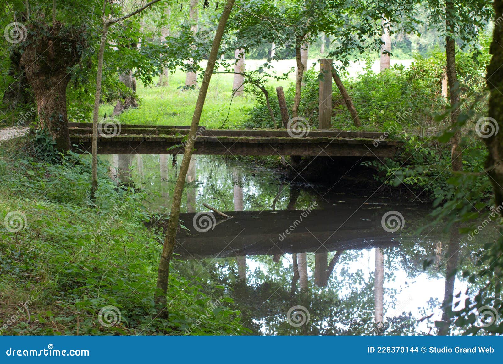 bucolic wooden bridge and pollarded ash trees reflecting on marsh