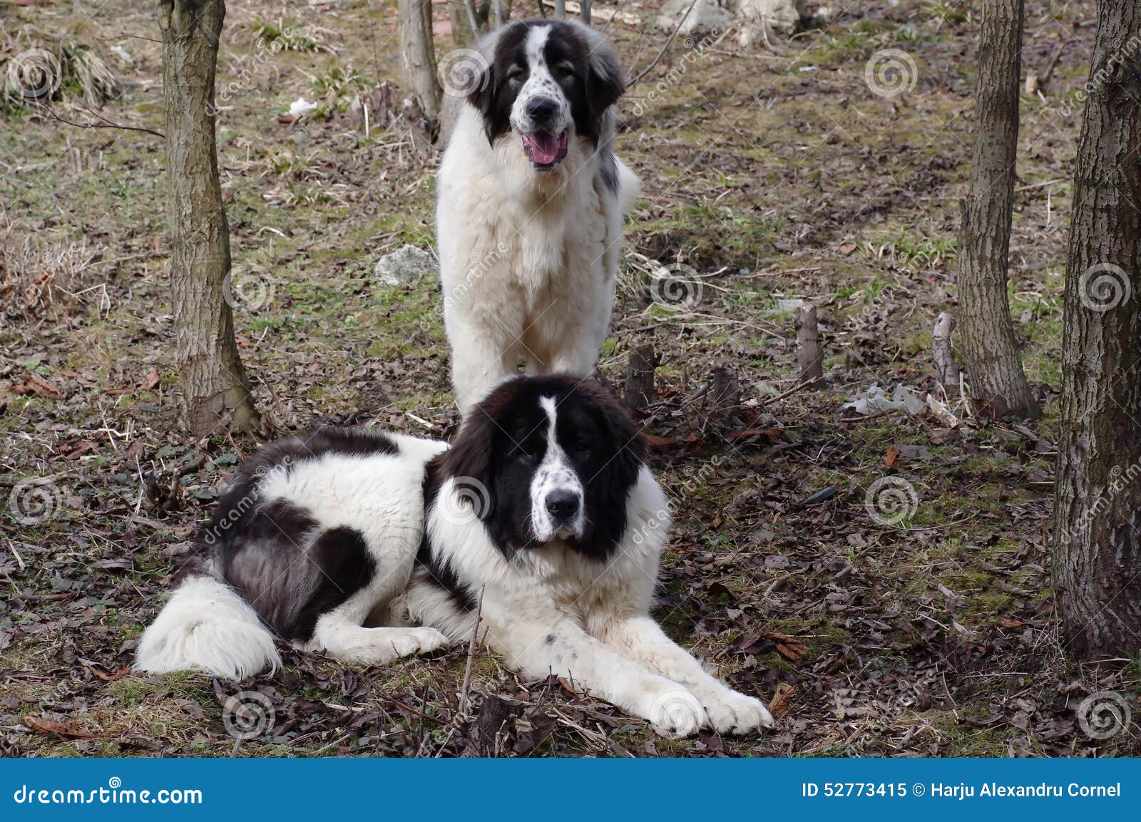 bucovina shepherd dog