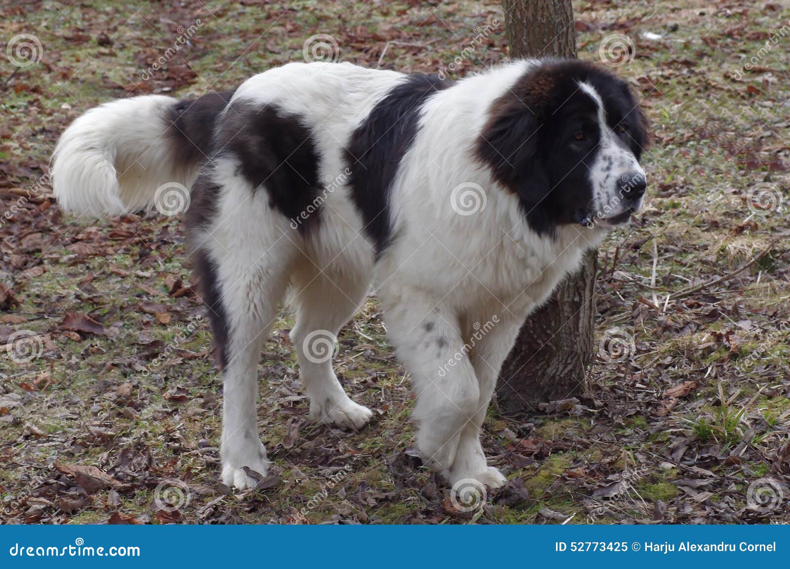 romanian bucovina shepherd