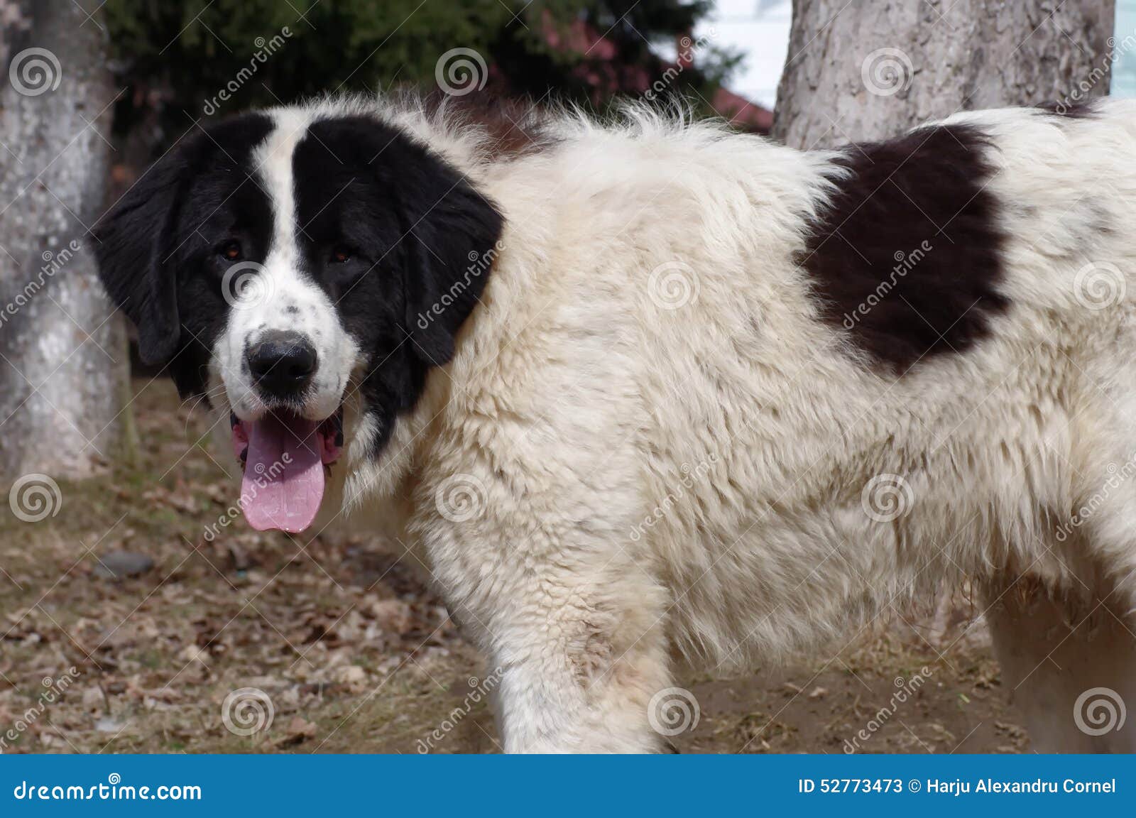 Bucovina Shepherd Dog Stock Image Image Of Carpathian 52773473