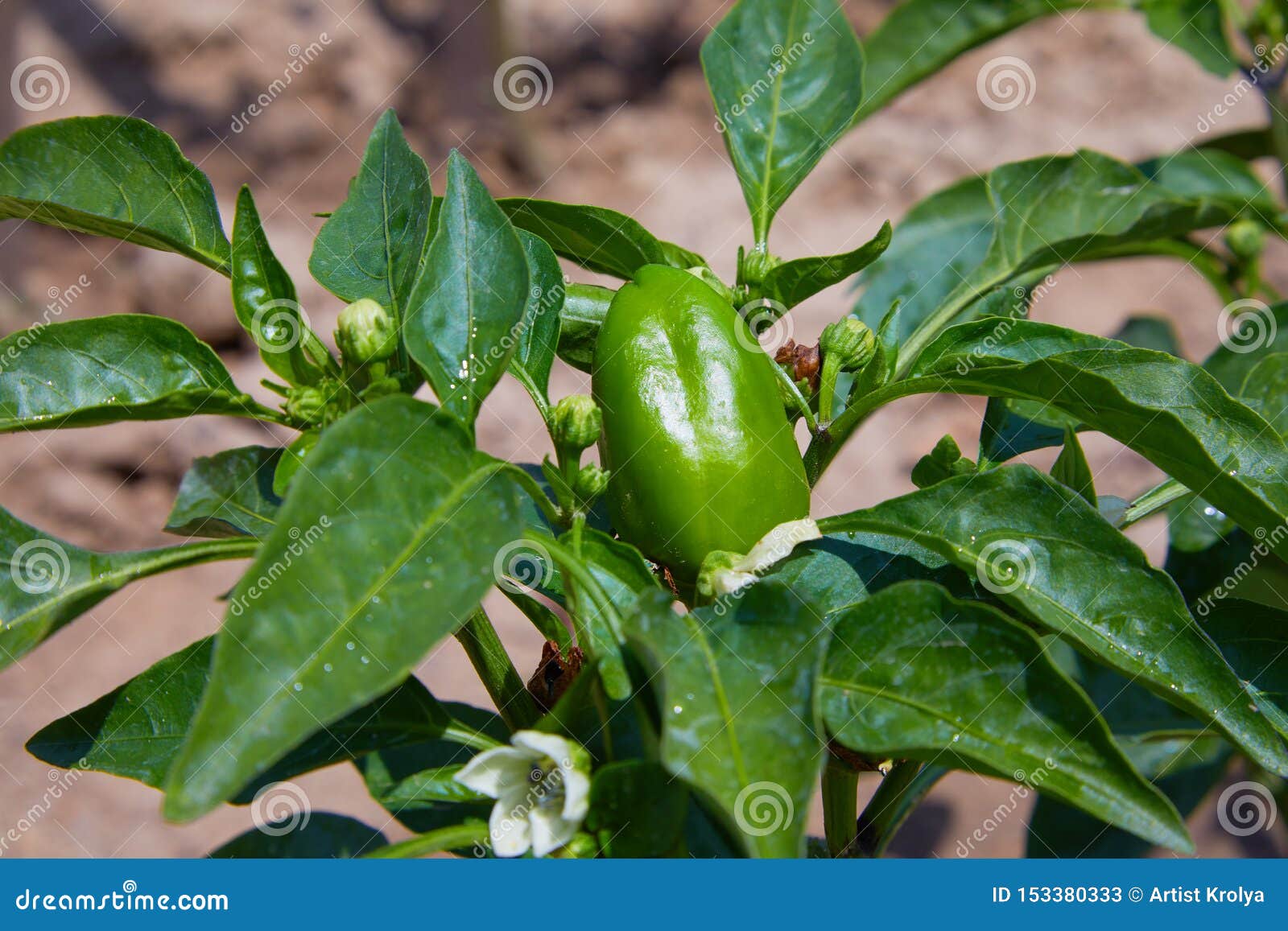 Bud, Blossom and a Small Bell Pepper on the Plant. Closeup of Young Green  Peppers on the Plantation Stock Image - Image of paprika, bell: 153380333
