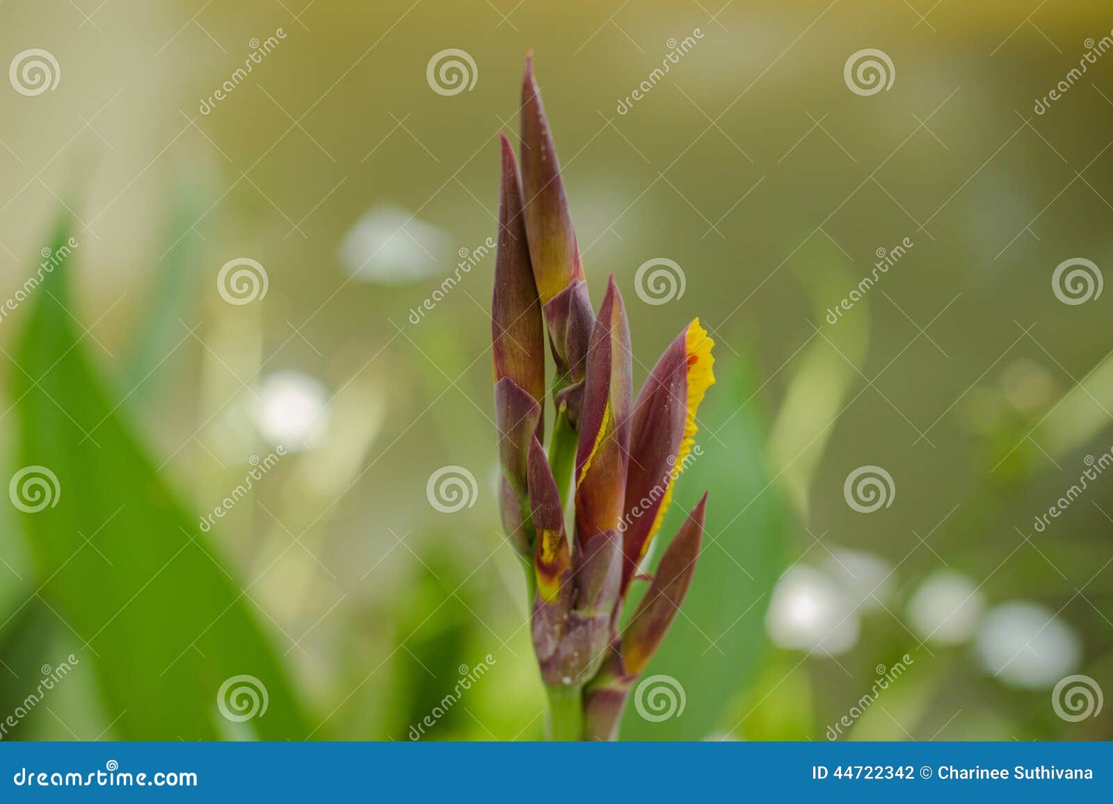 Bud Of Canna Lily Stock Photo Image Of Plant Canna 44722342