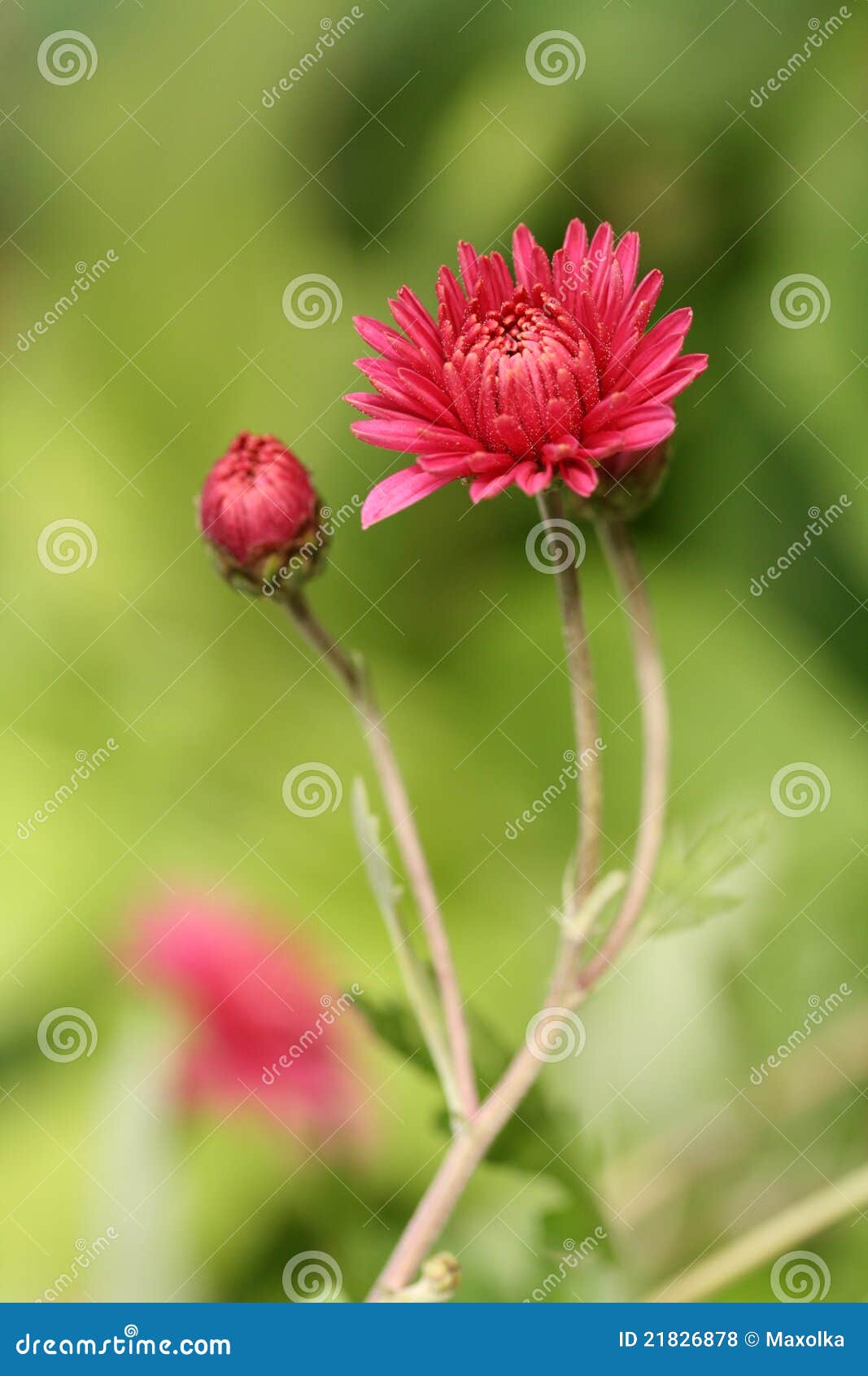 Bud of chrysanthemum stock photo. Image of flower, small - 21826878