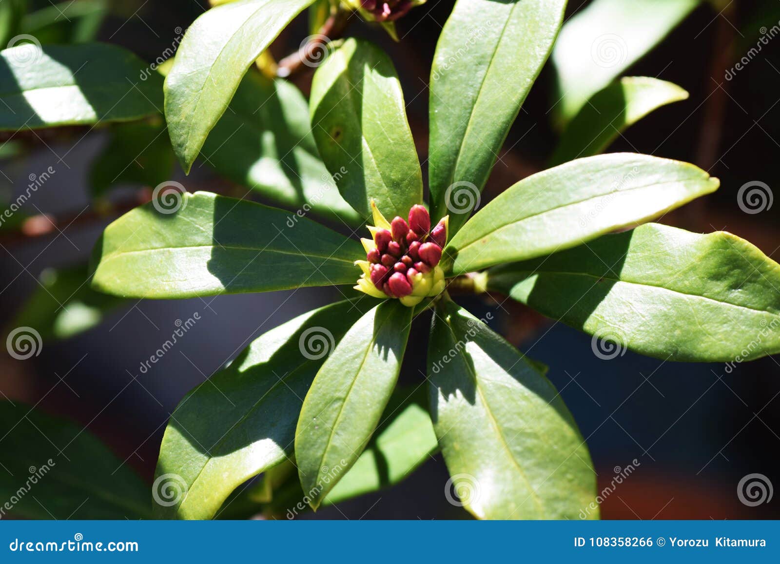 Daphne stock photo. Image of daphnejapanese, daphne 108358266