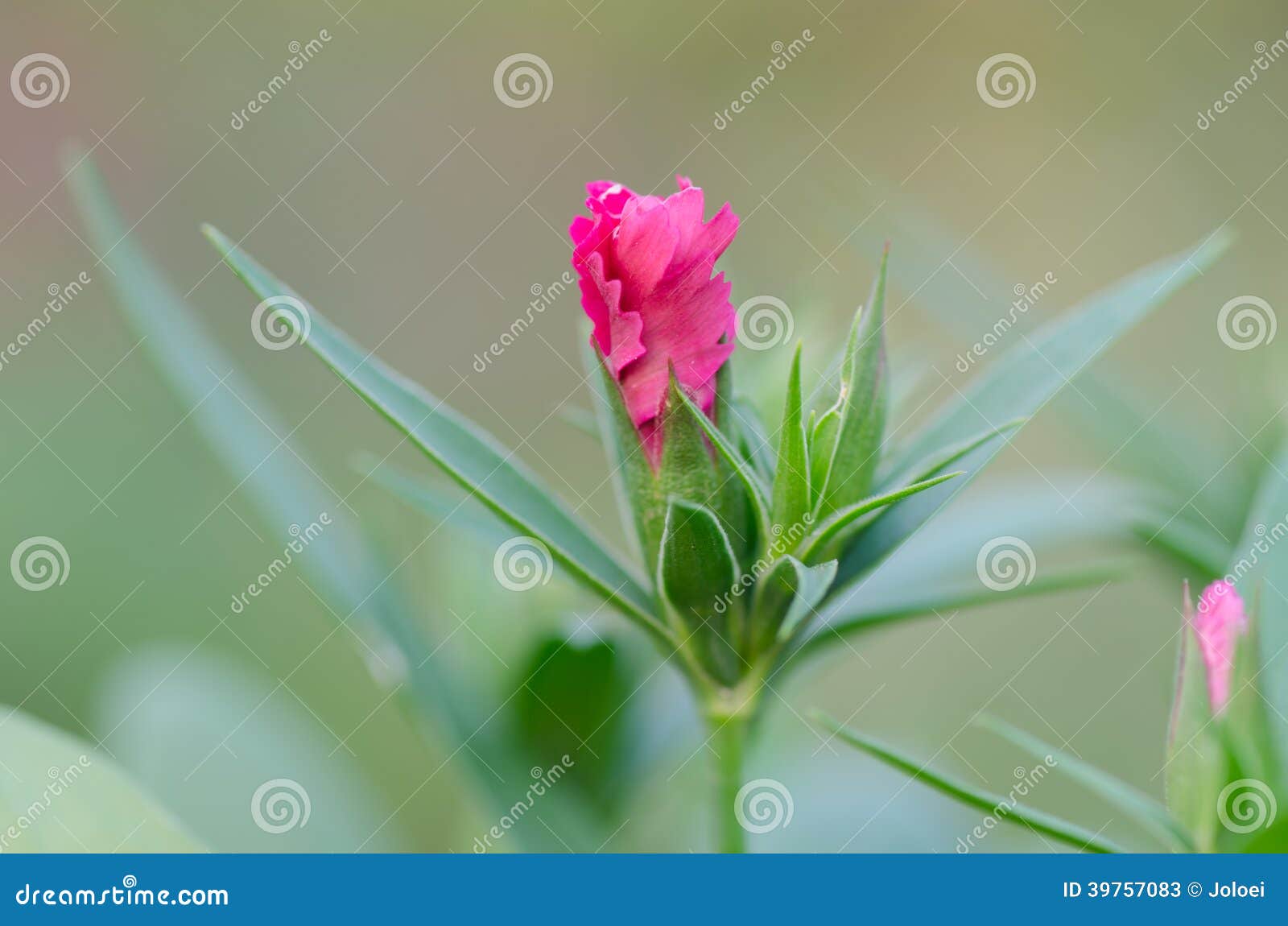 Bud Dianthus chinensis stock image. Image of bloom, garden 39757083