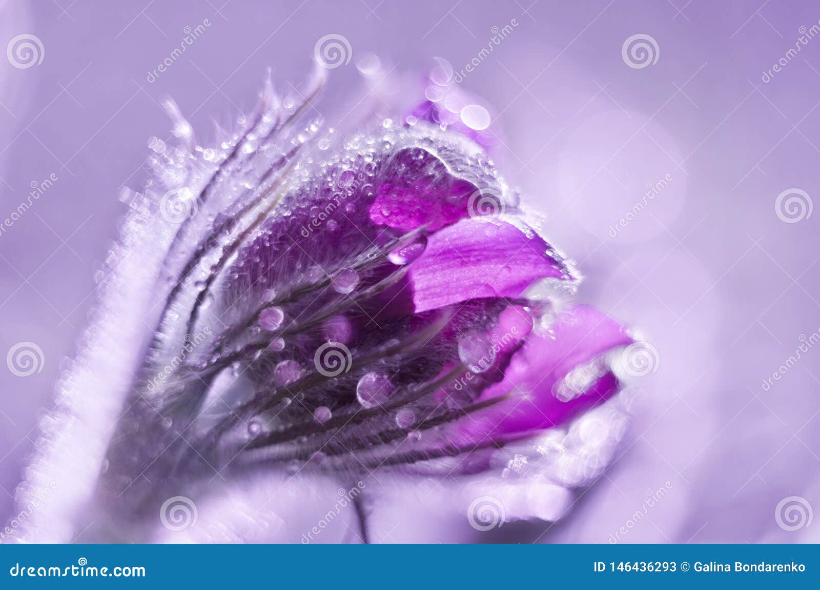 Bud of a Dreamgrass in Drops, Tinted Background Image Stock Image