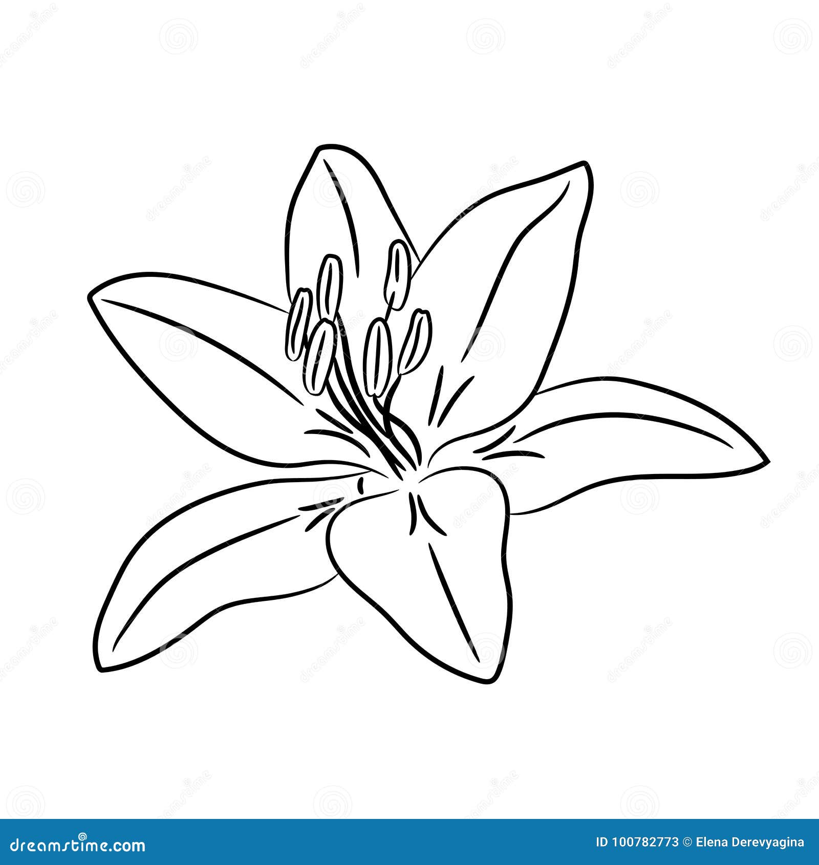 Bud Flower with White Petal from the Contour Black Lines Illustration ...