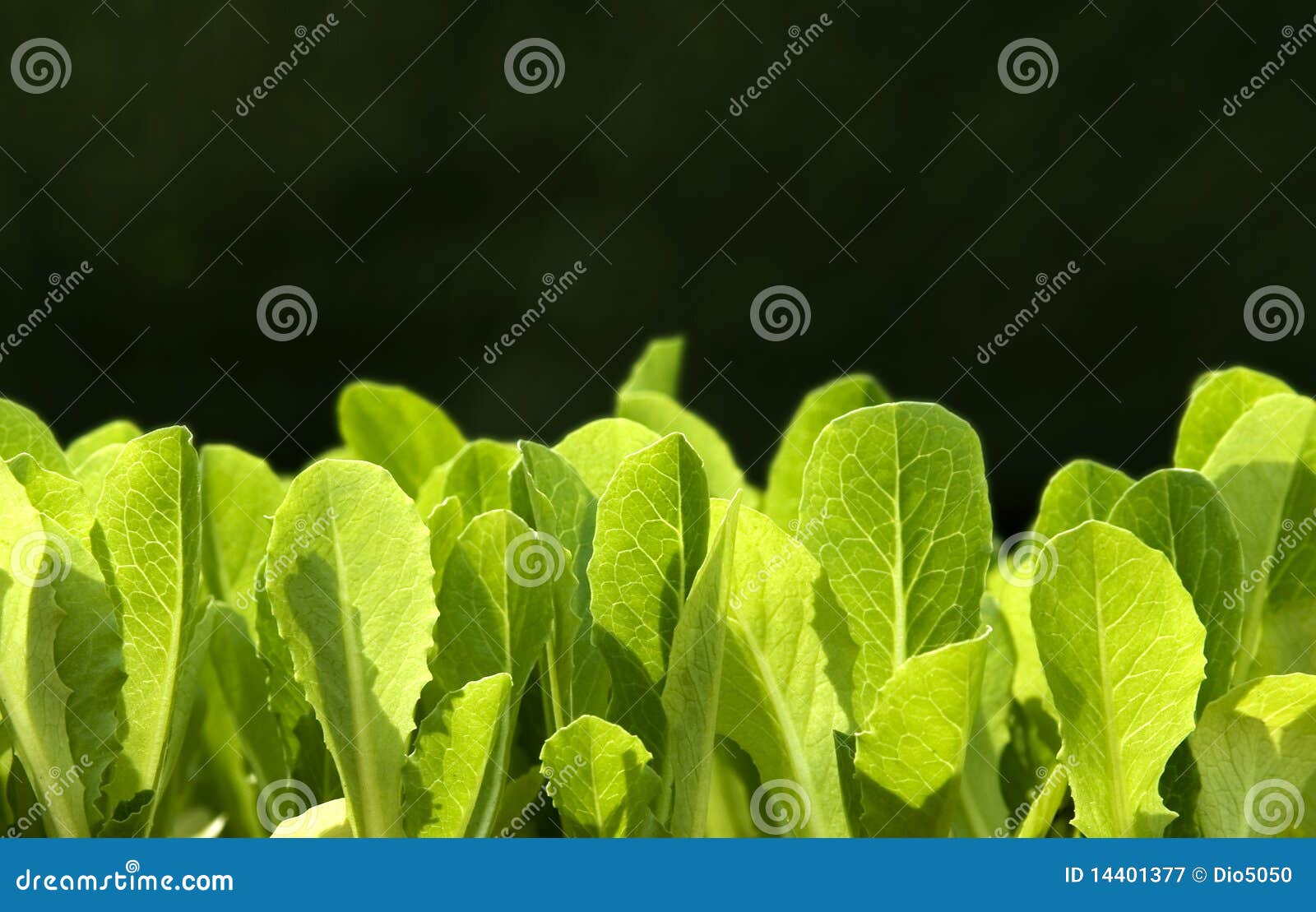 Bud of lettuce stock image. Image of nature, small, plant 14401377