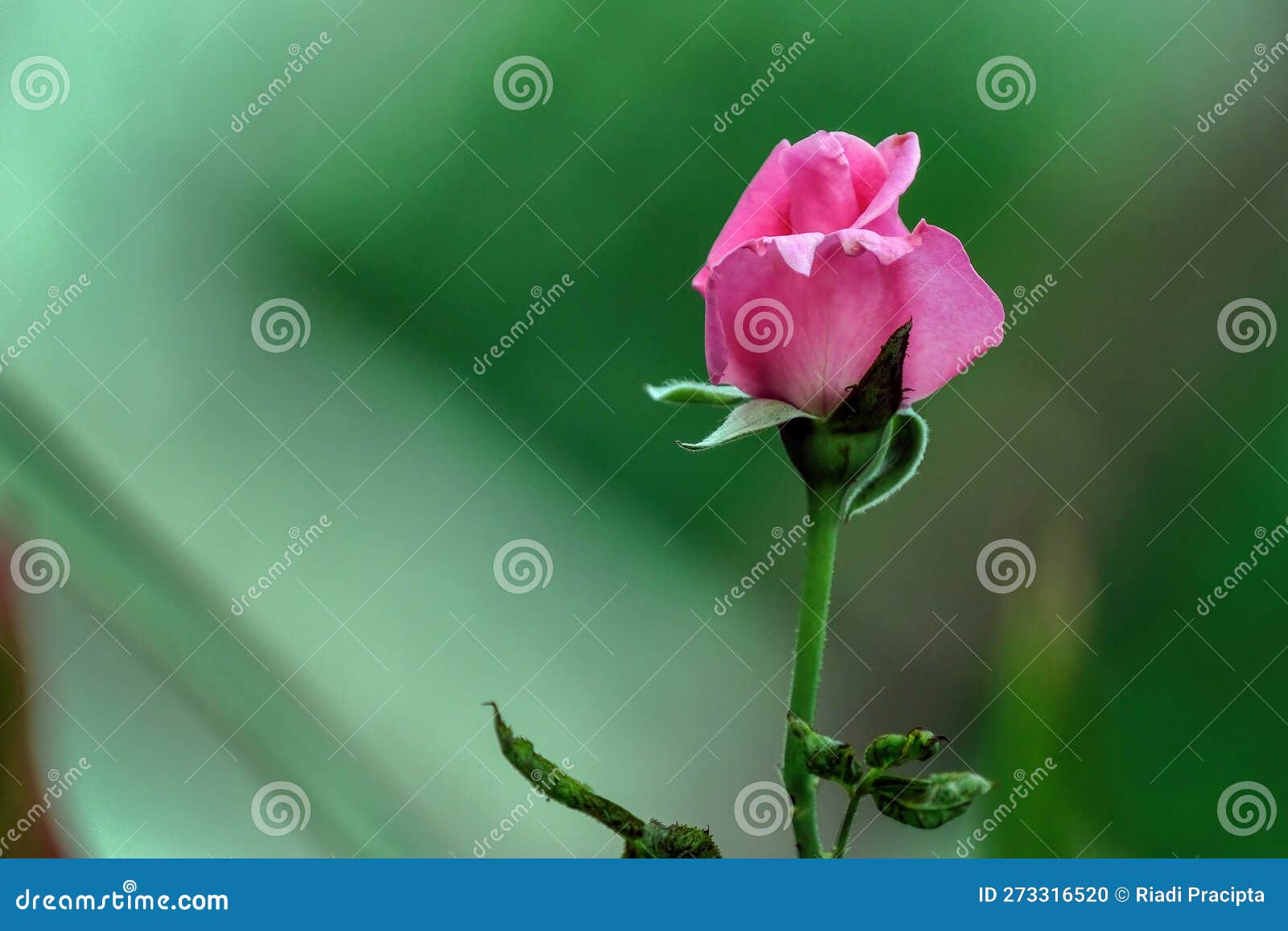 A Bud Light Pink Rose Flower Stock Photo Image of greeting, dark