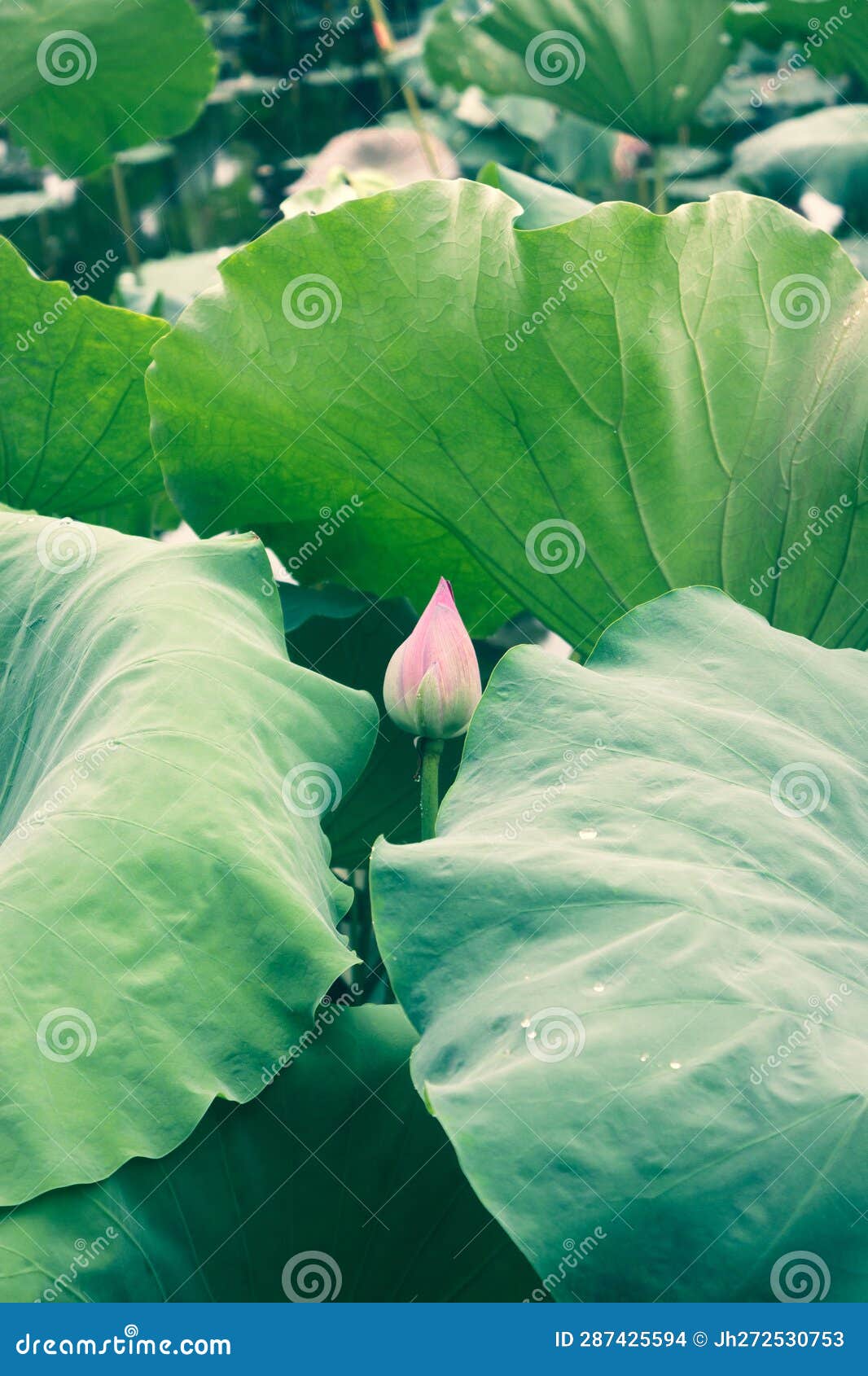 The Bud of a Lotus Flower in a Lotus Pond Stock Photo Image of nature