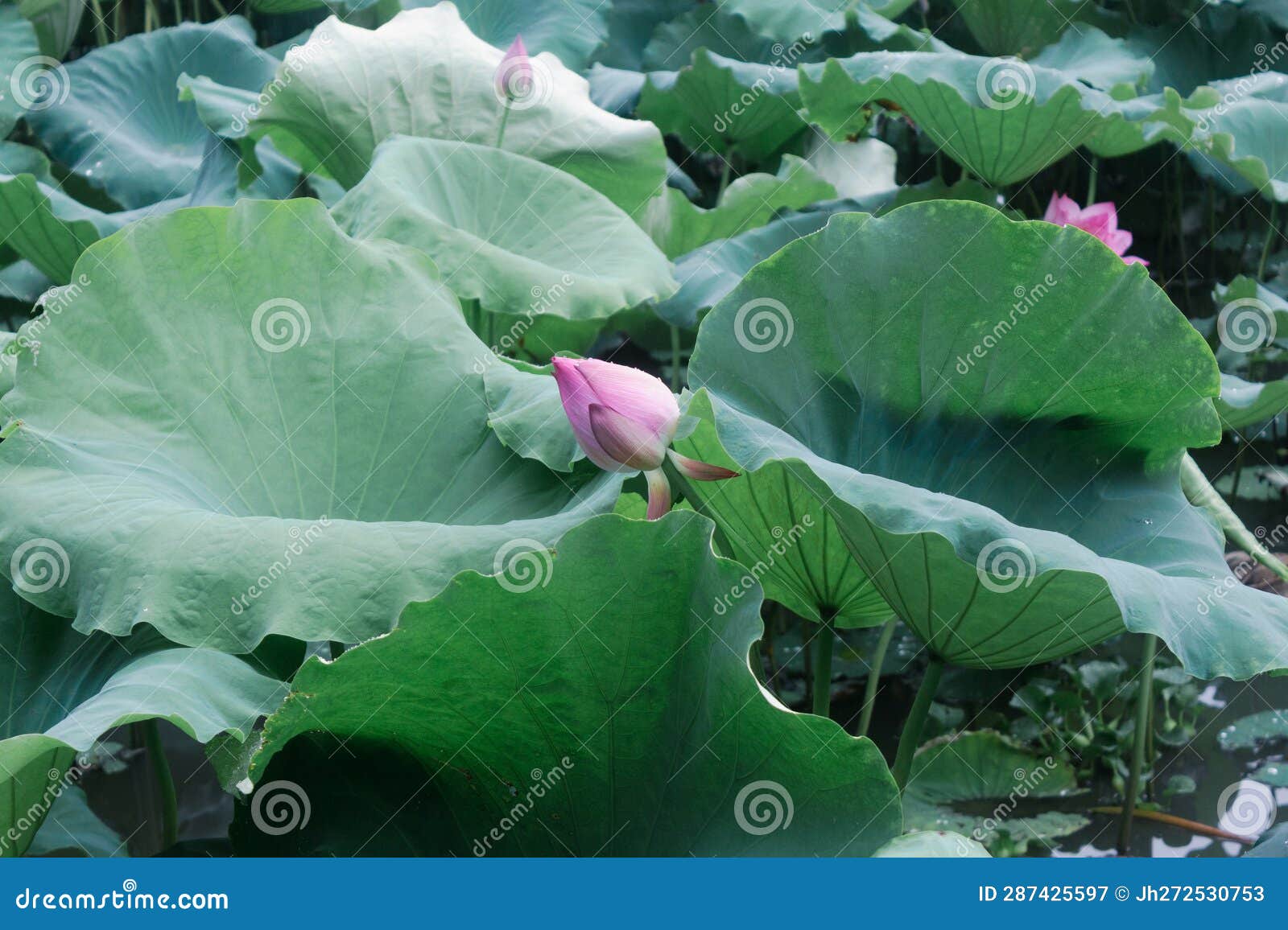 The Bud of a Lotus Flower in a Lotus Pond Stock Image Image of plant