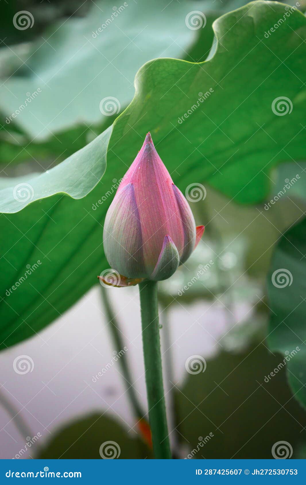 The Bud of a Lotus Flower in a Lotus Pond Stock Image Image of